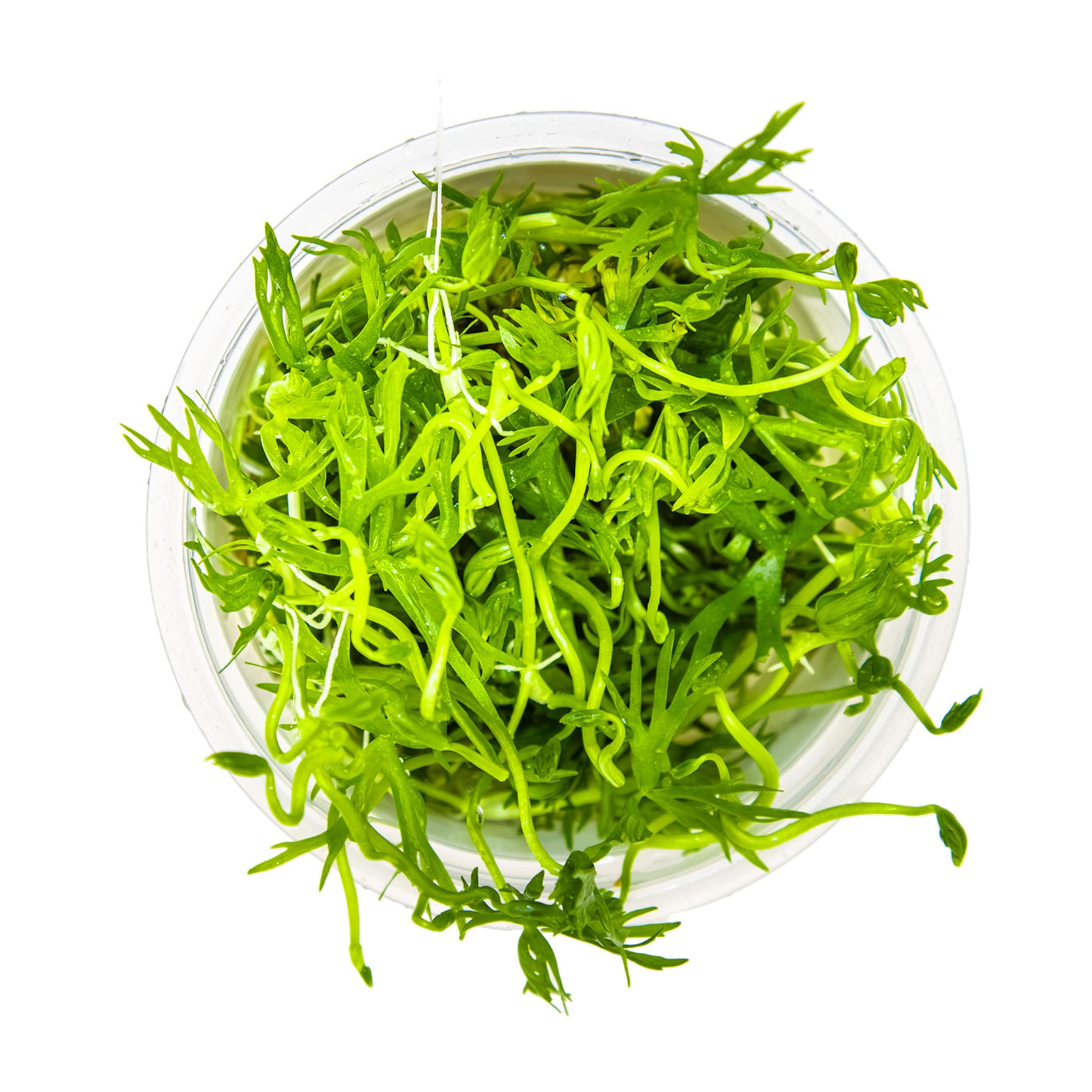 Tropica Ranunculus indatus 1-2-Grow!