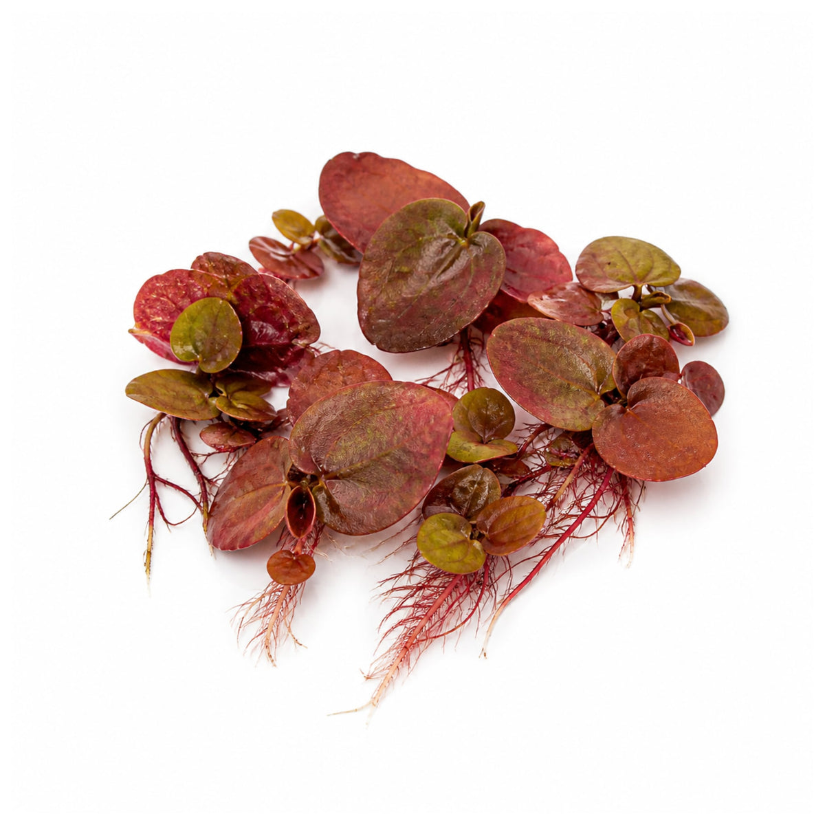 Red Root Floater (Phyllanthus fluitans) - Algae Preventer