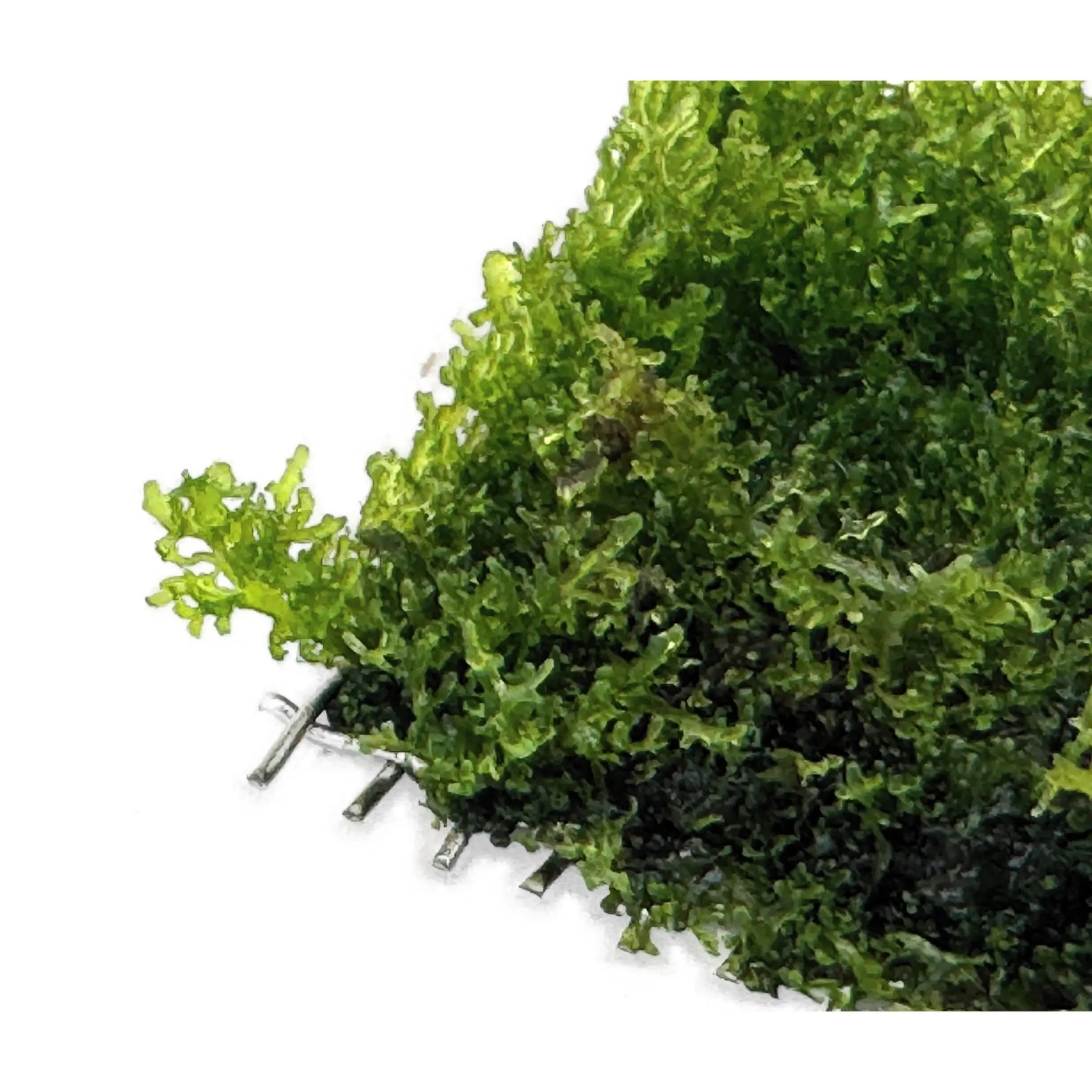 Riccardia chamedryfolia Scapers Pad Superfish