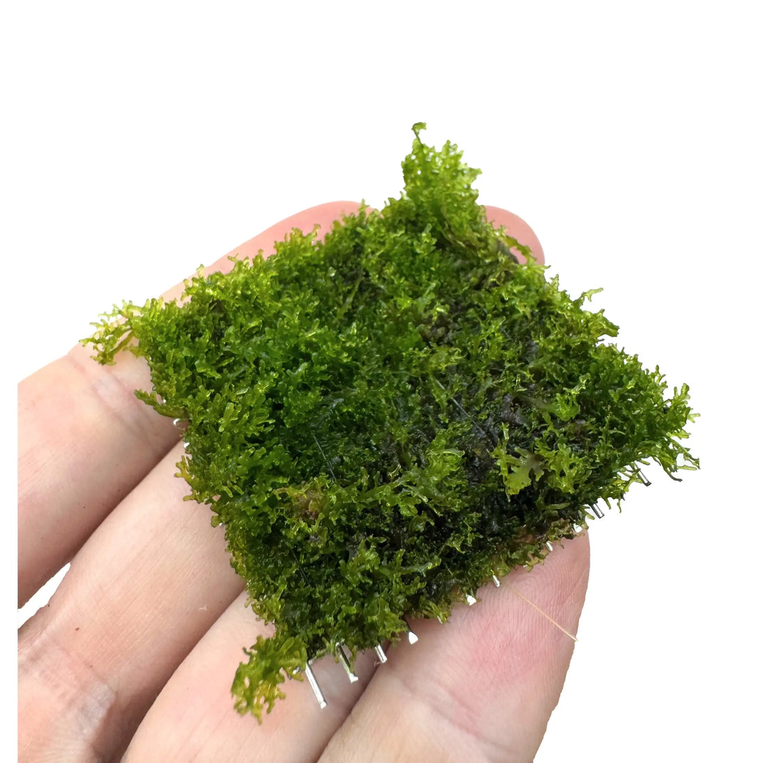 Riccardia chamedryfolia Scapers Pad Superfish