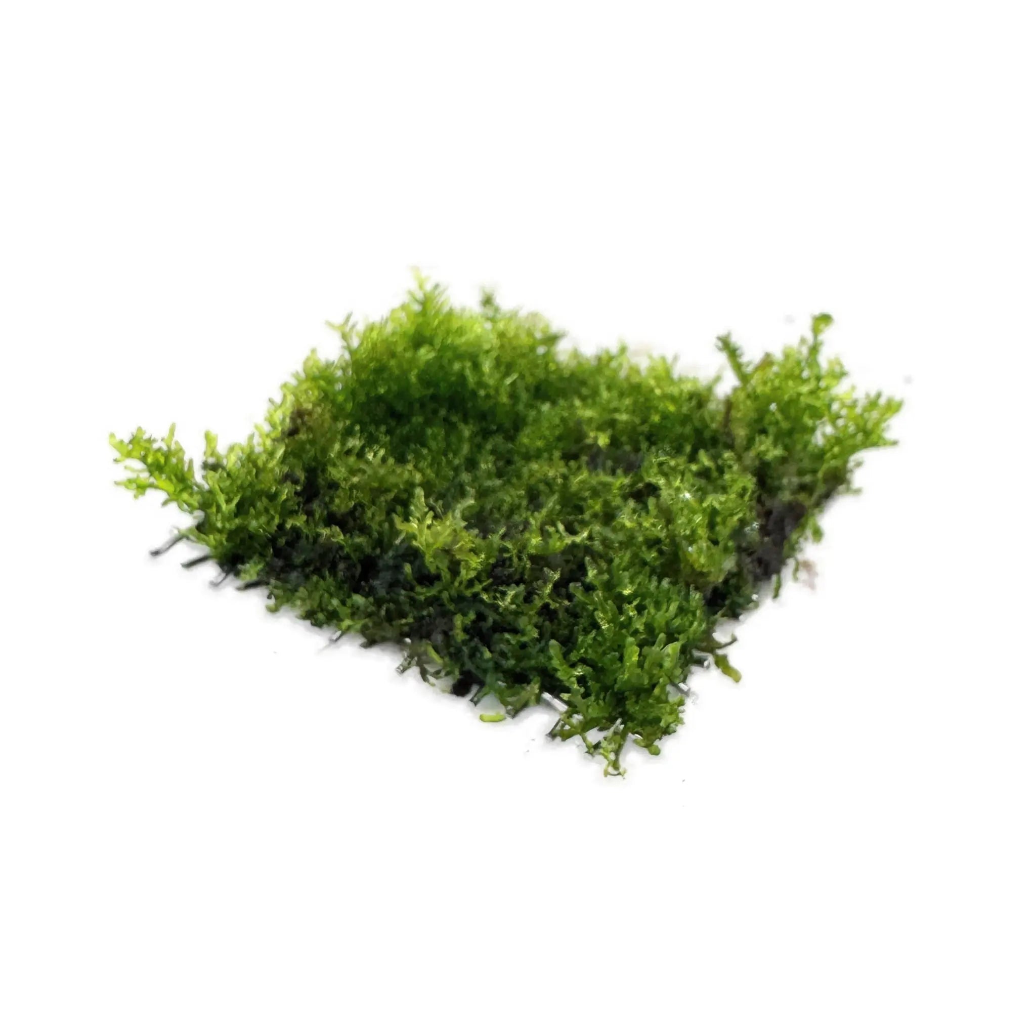 Riccardia chamedryfolia Scapers Pad Superfish