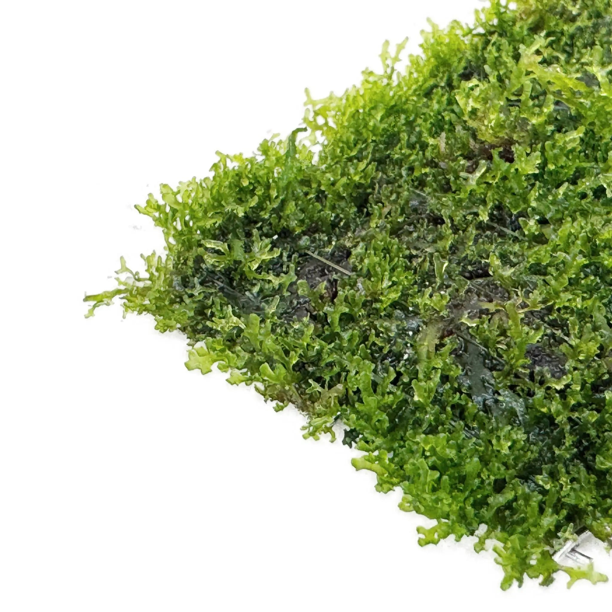 Riccardia chamedryfolia Scapers Pad Superfish