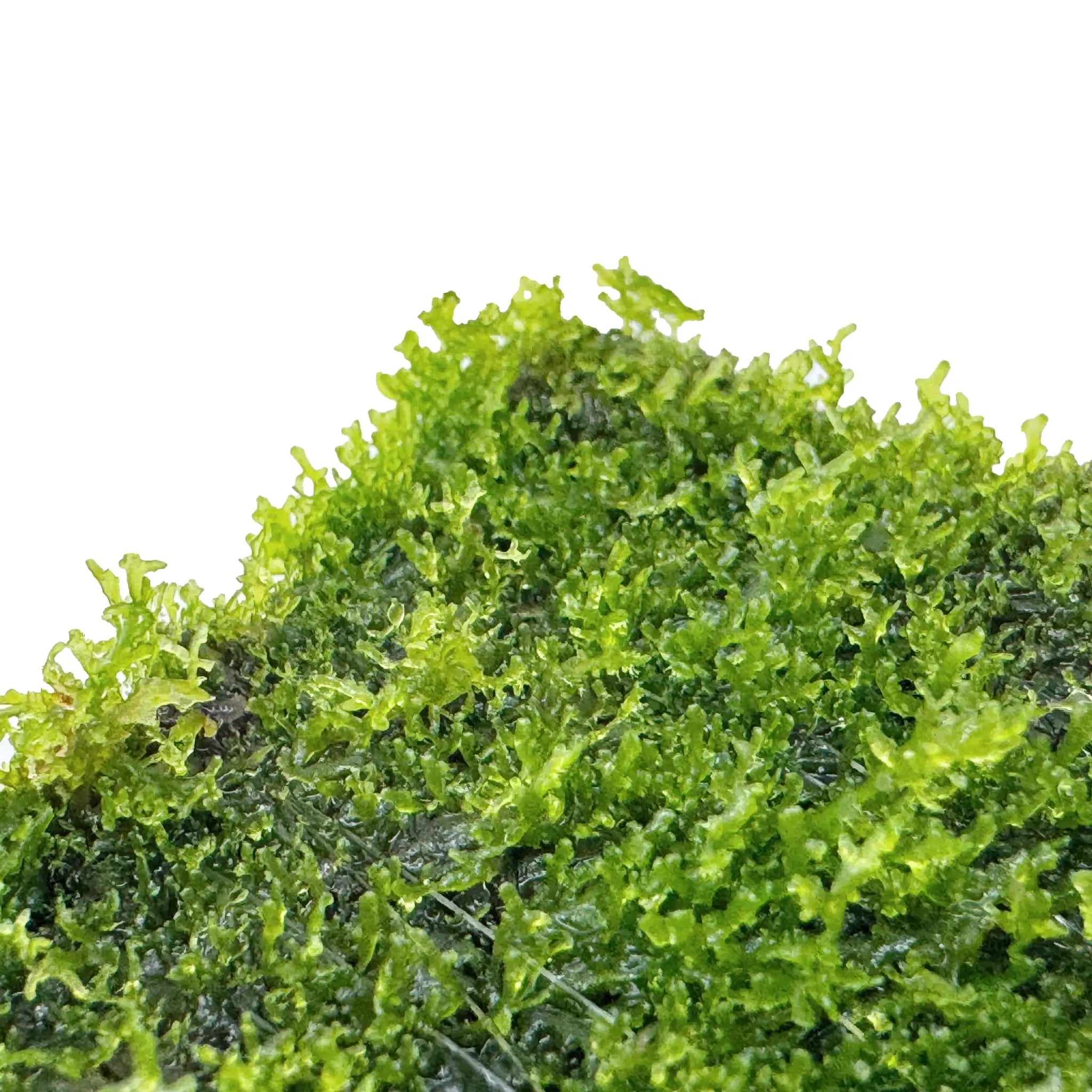 Riccardia chamedryfolia Scapers Pad Superfish