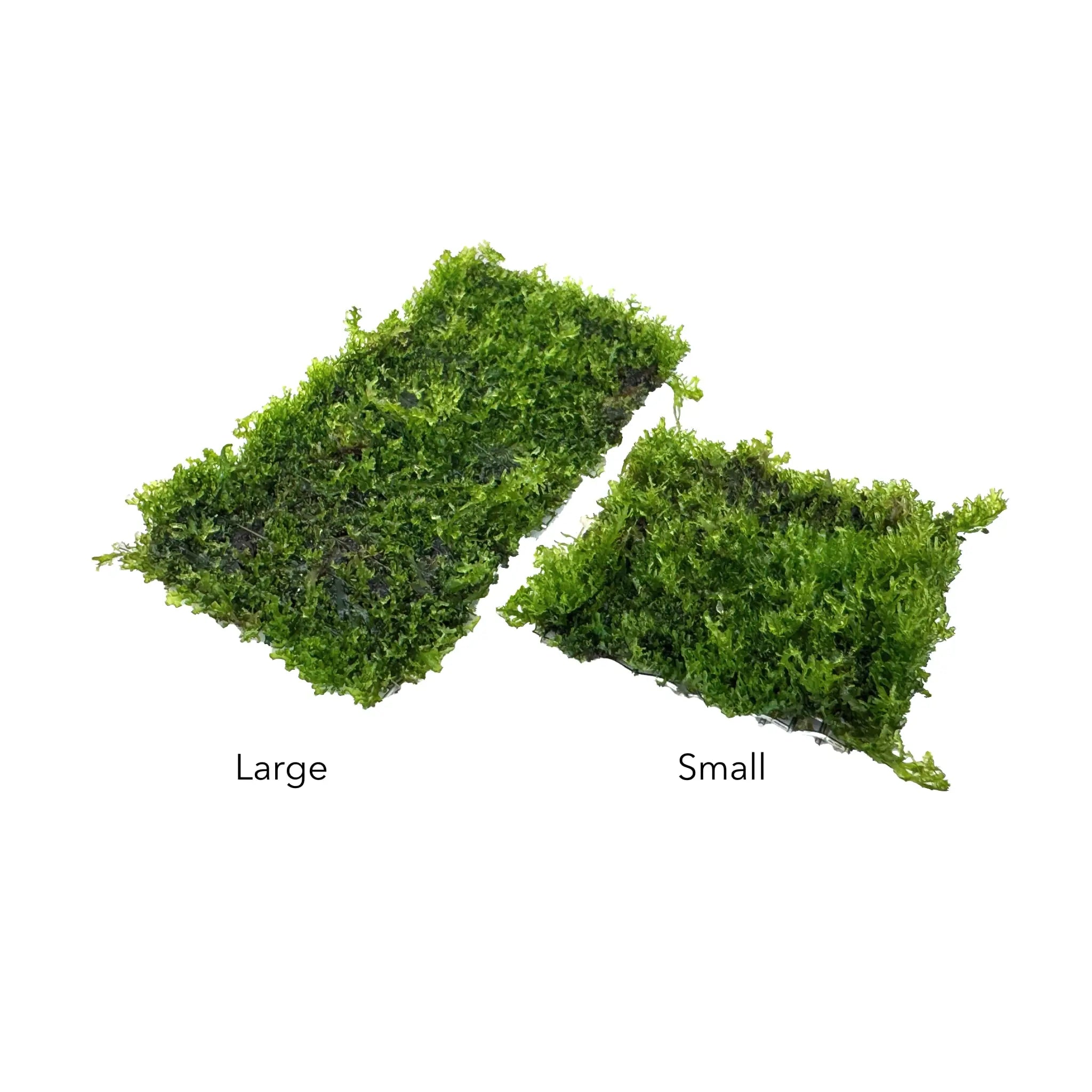 Riccardia chamedryfolia Scapers Pad Superfish