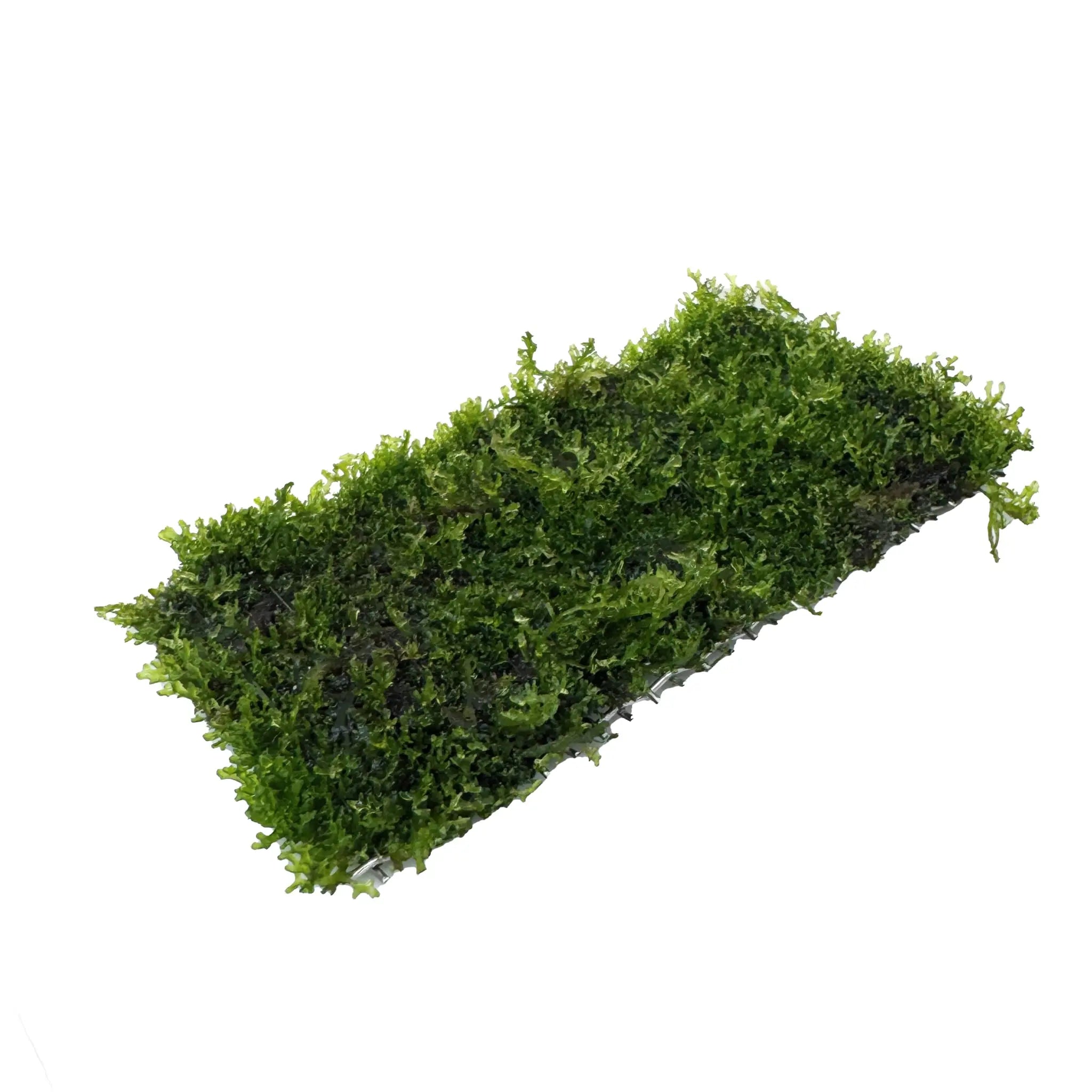 Riccardia chamedryfolia Scapers Pad Superfish