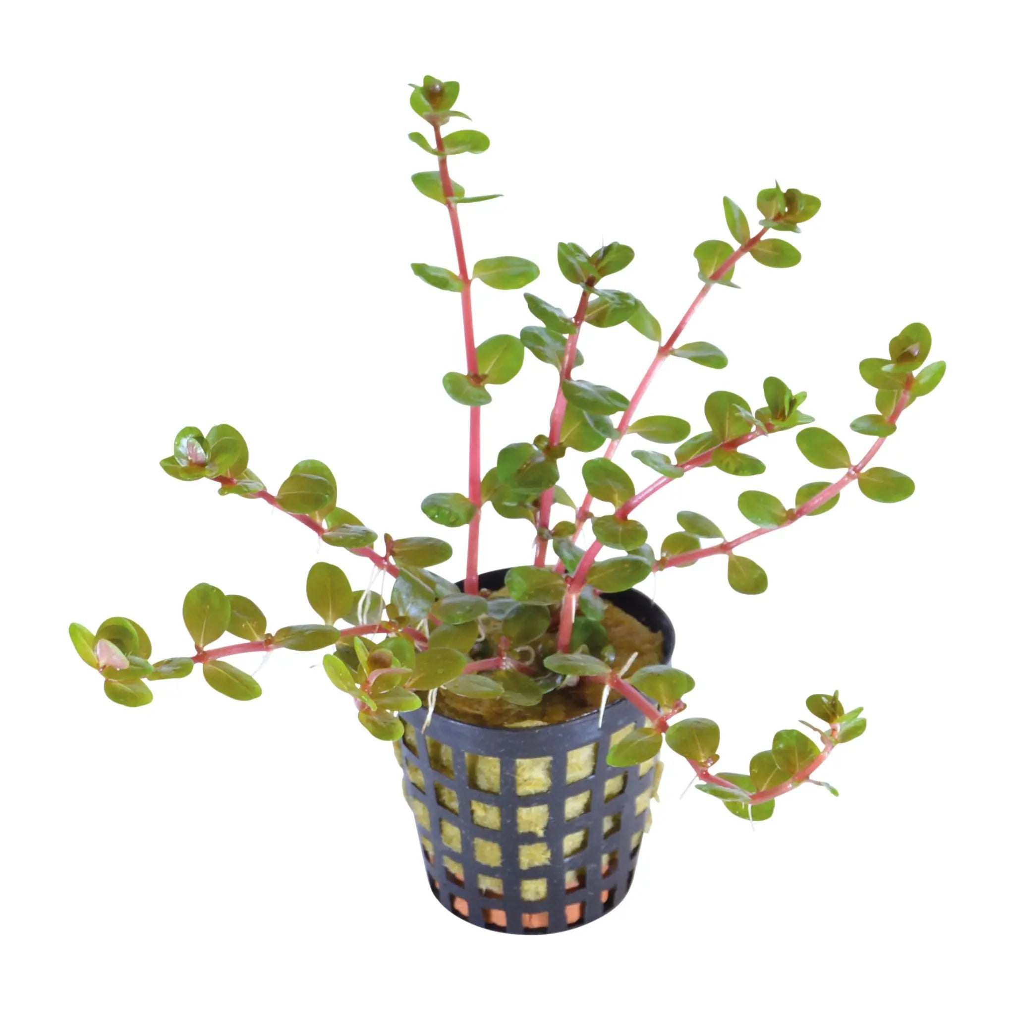 Rotala Orange Juice - Aqua Essentials