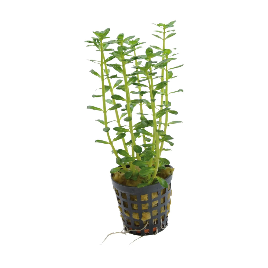 Rotala indica (Indian Toothcup) - Aqua Essentials