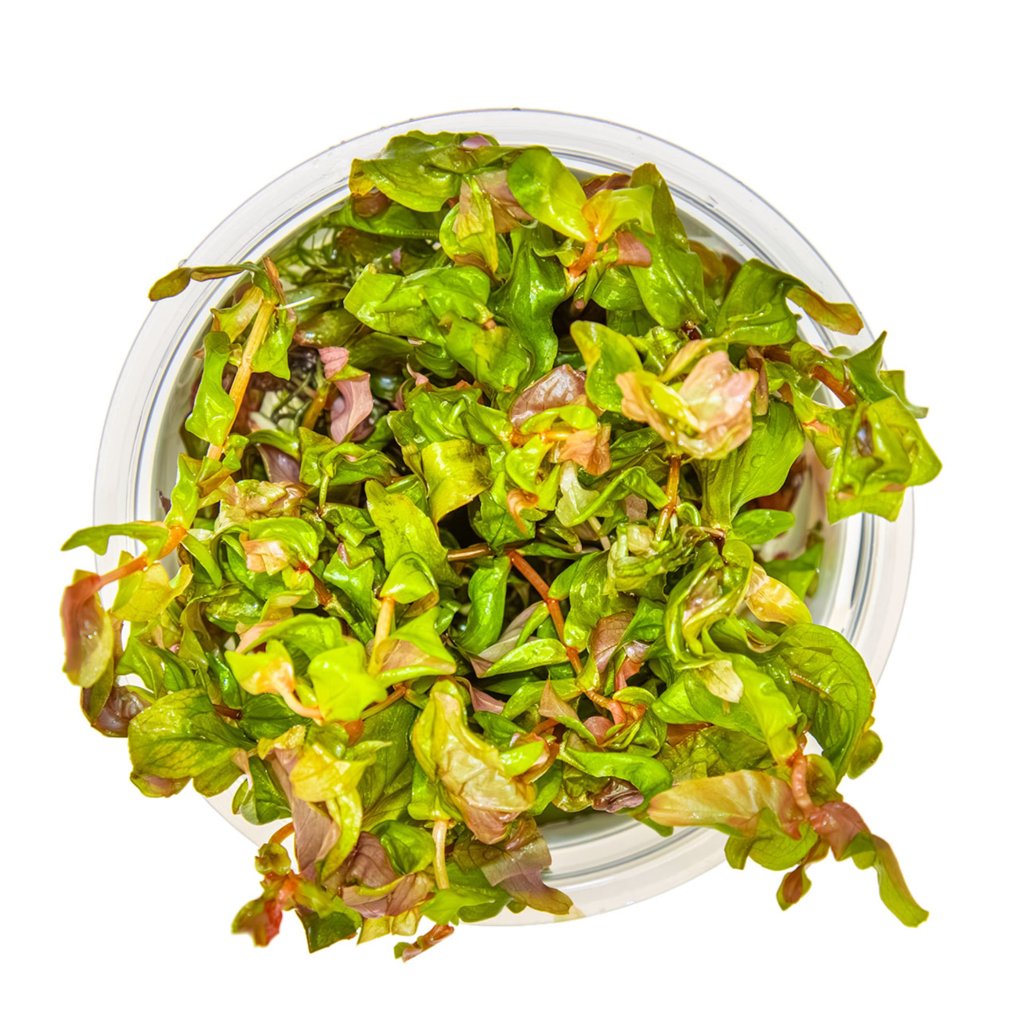 Tropica Rotala macrandra 1-2-GROW!