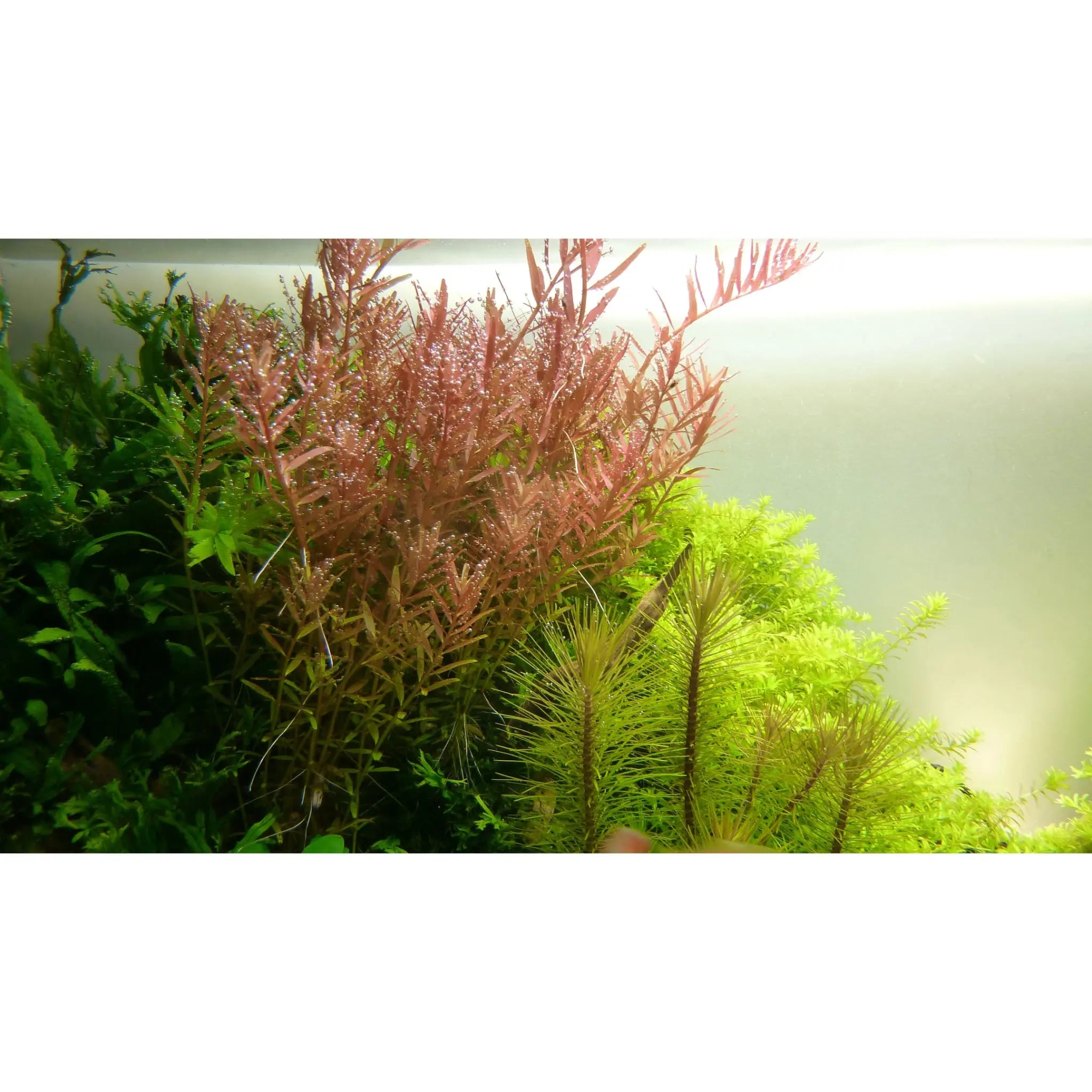 Rotala rotundifolia (Dwarf rotala) - Aqua Essentials