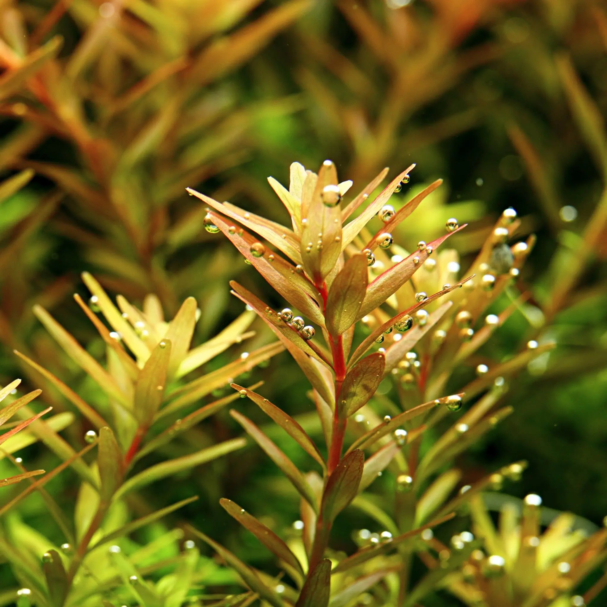 Rotala rotundifolia (Dwarf rotala) - Aqua Essentials