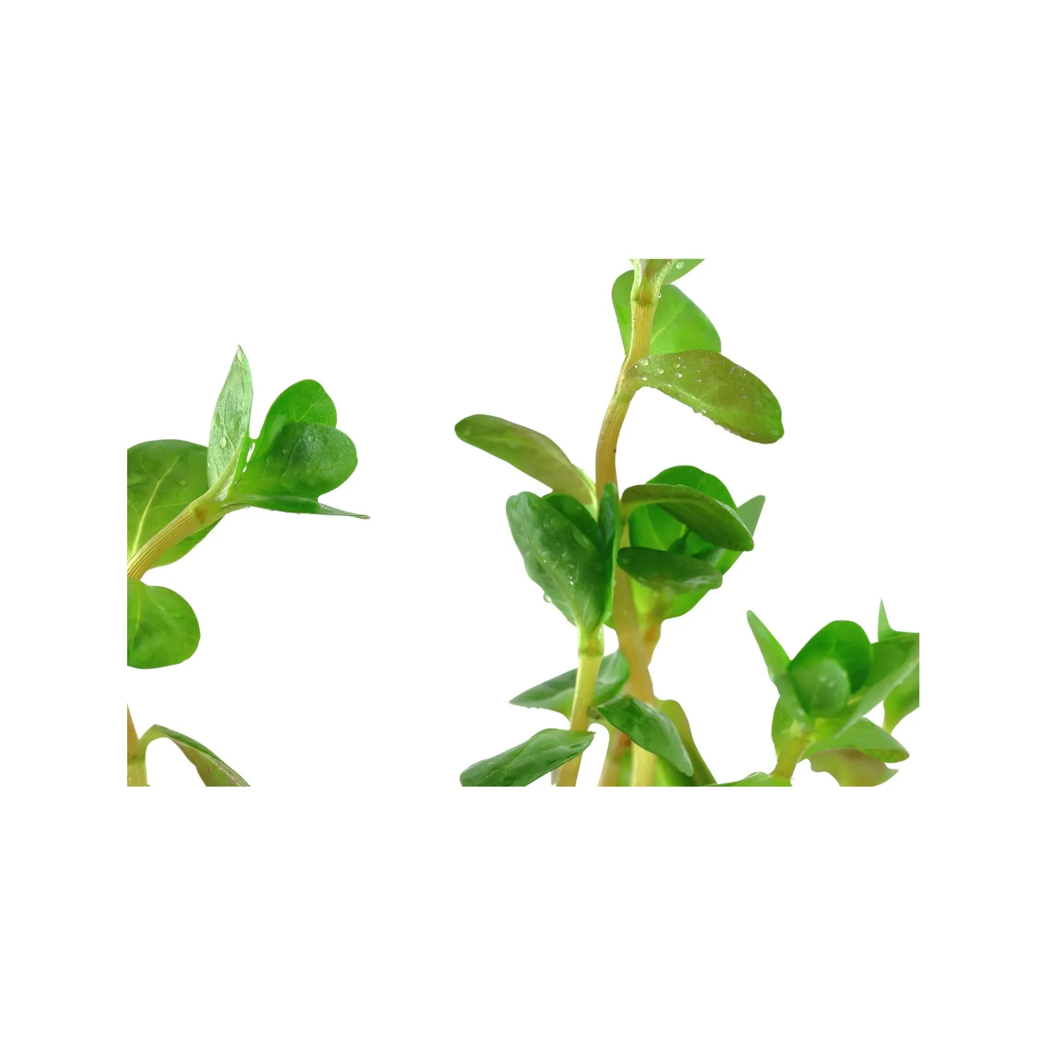 Rotala rotundifolia (Dwarf rotala) Aquafleur