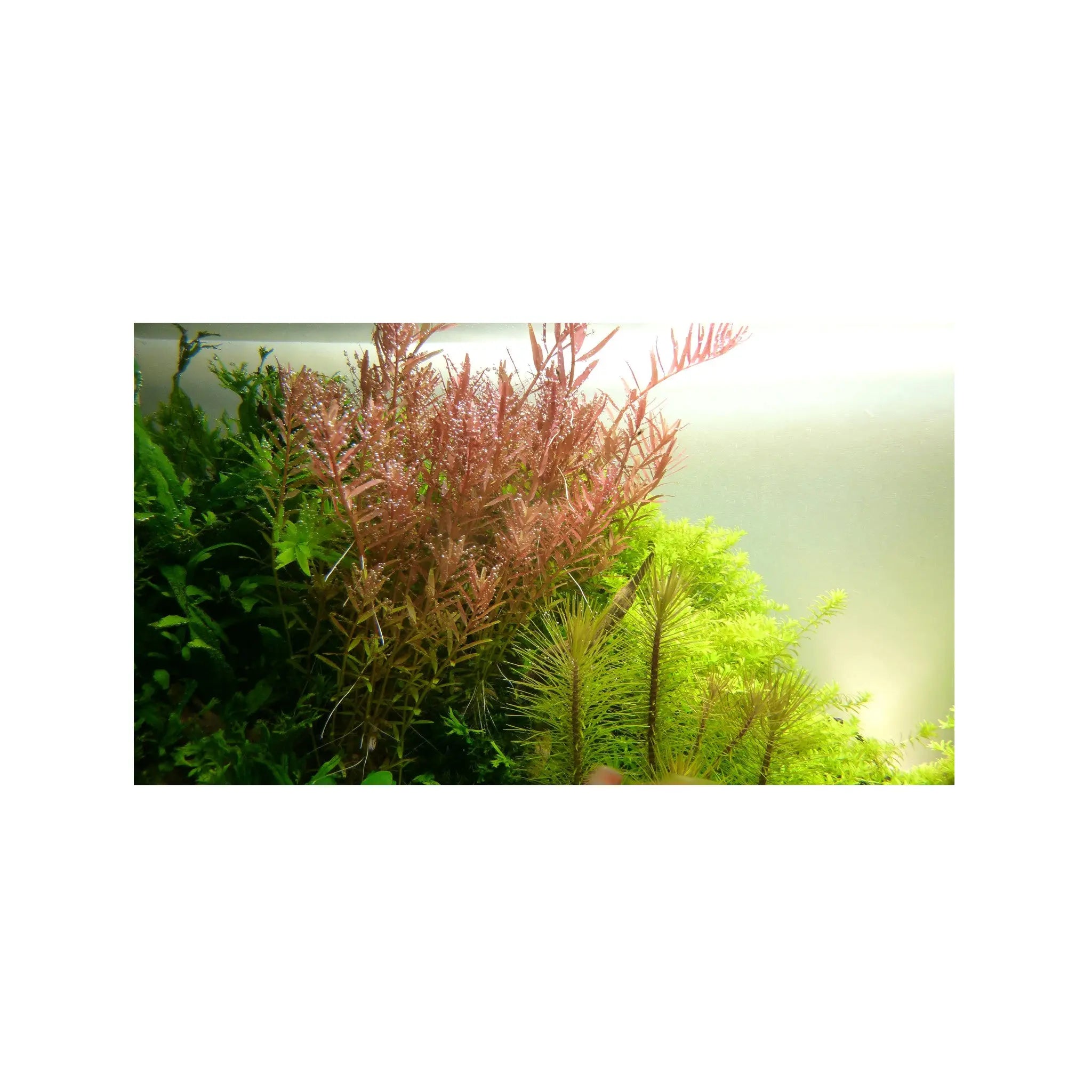 Rotala rotundifolia (Dwarf rotala) Aquafleur