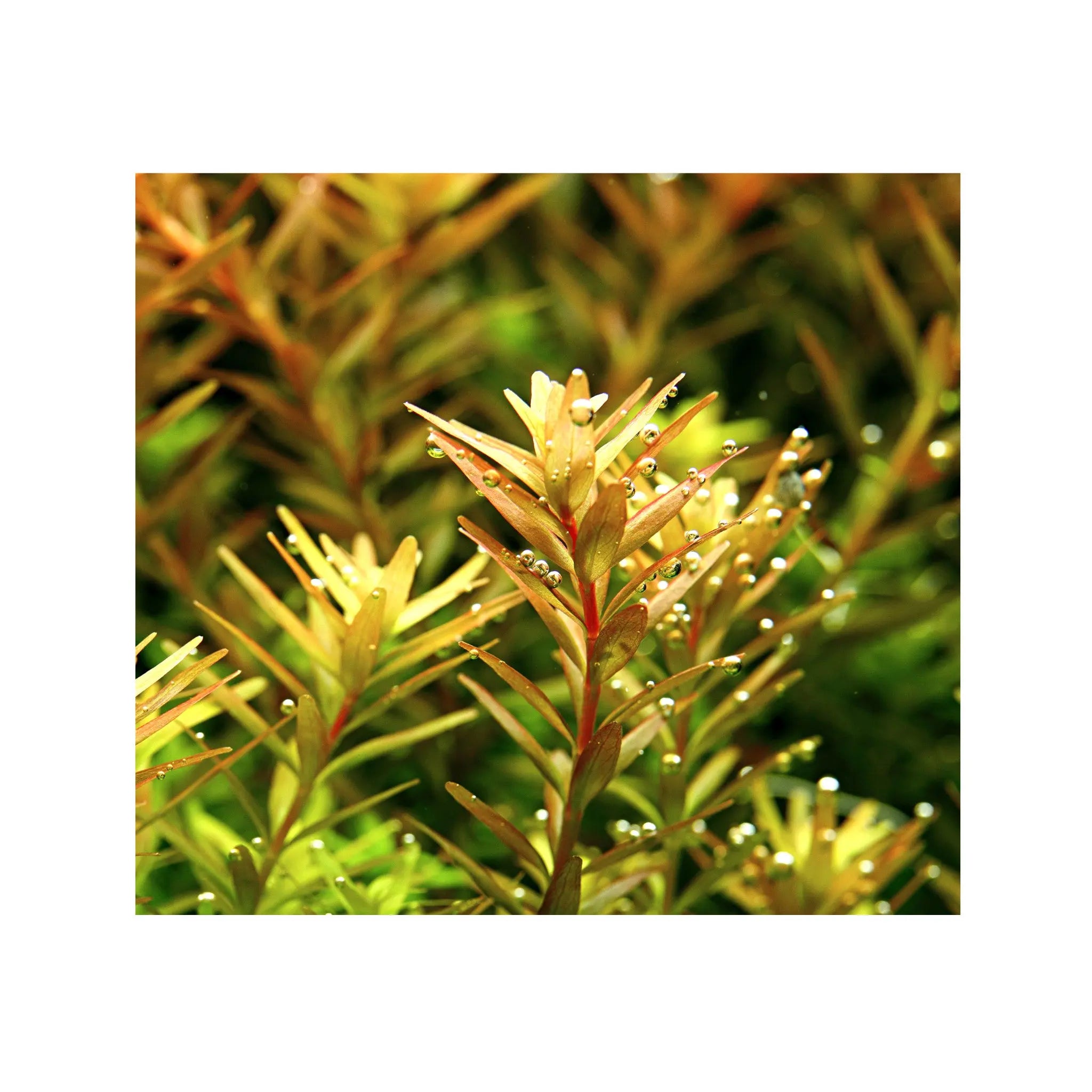 Rotala rotundifolia (Dwarf rotala) Aquafleur