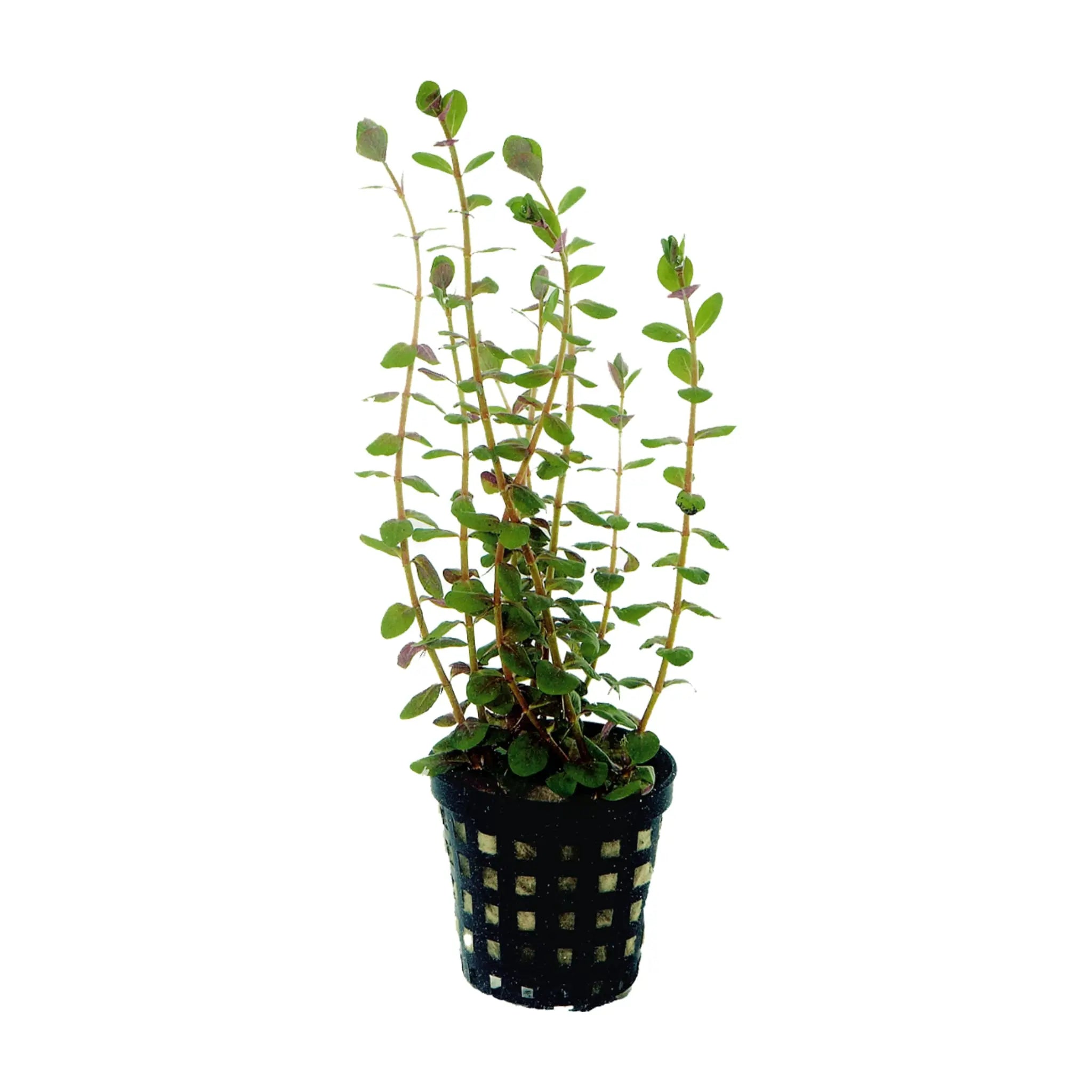 Rotala rotundifolia (Dwarf rotala) - Aqua Essentials