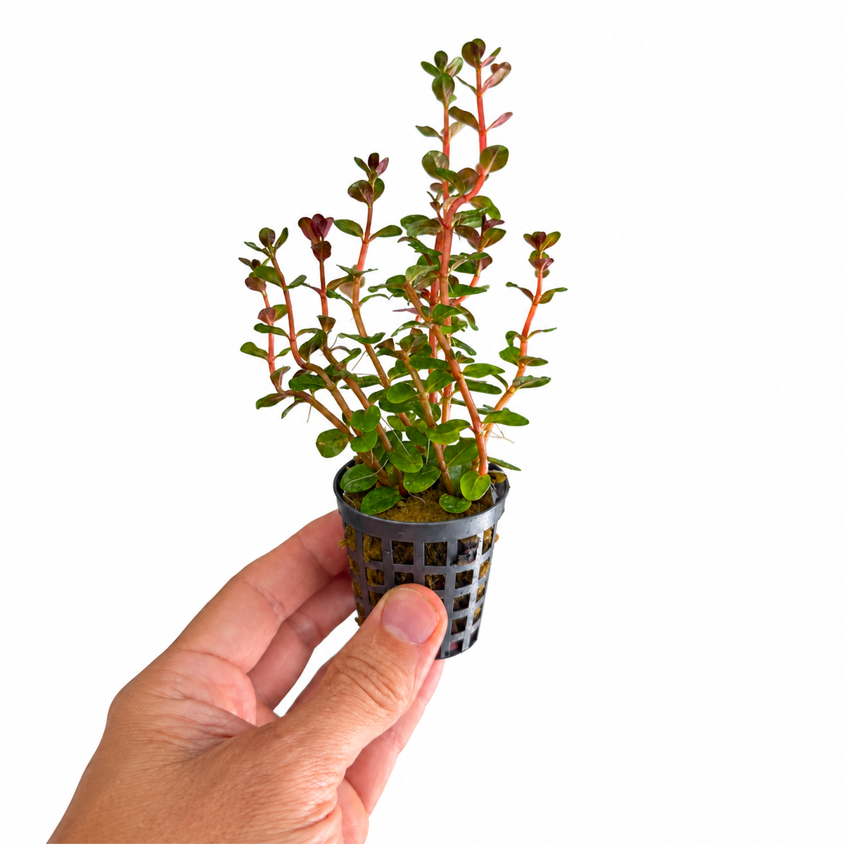 Rotala Blood Red
