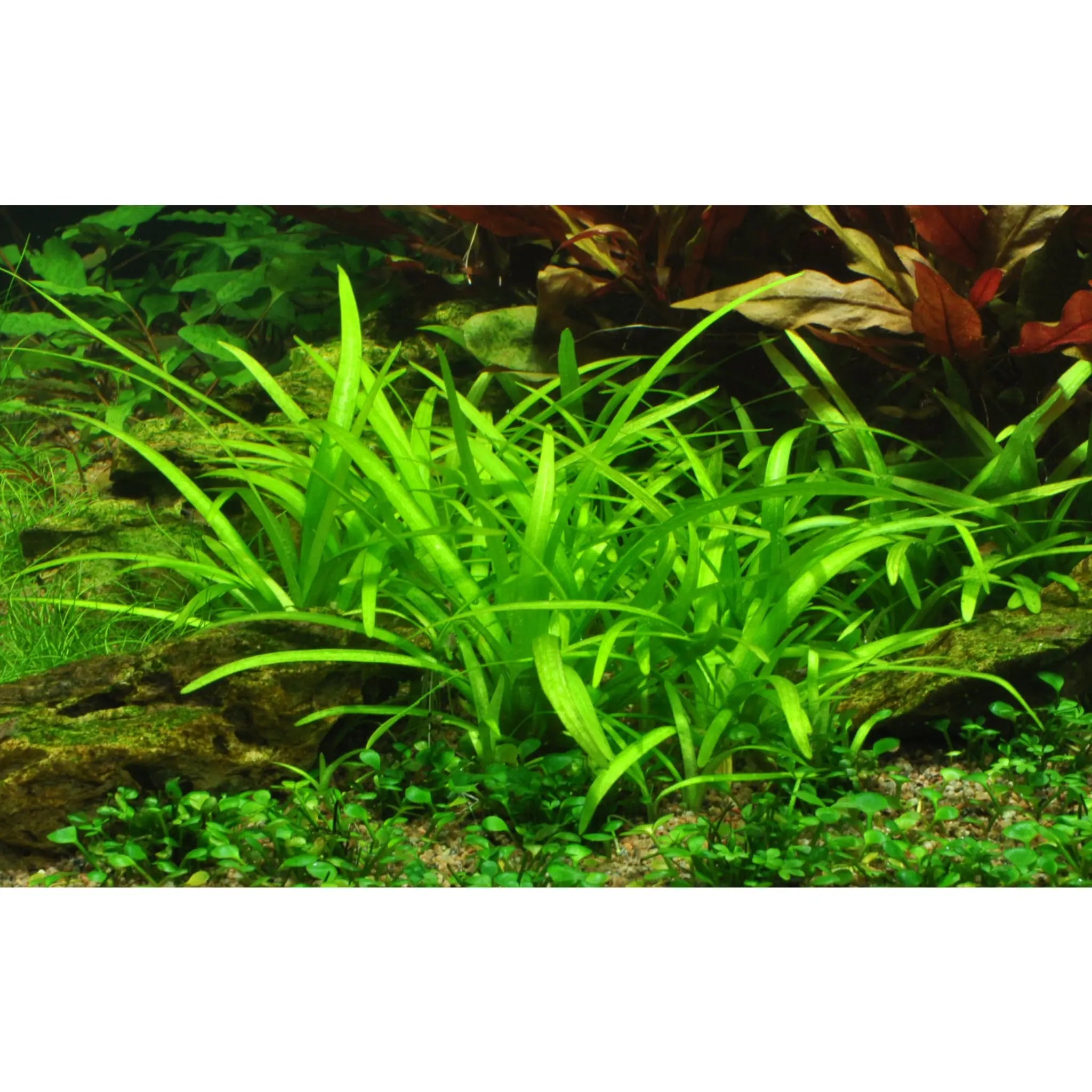 Sagittaria subulata (Dwarf Sagittaria) - Aqua Essentials