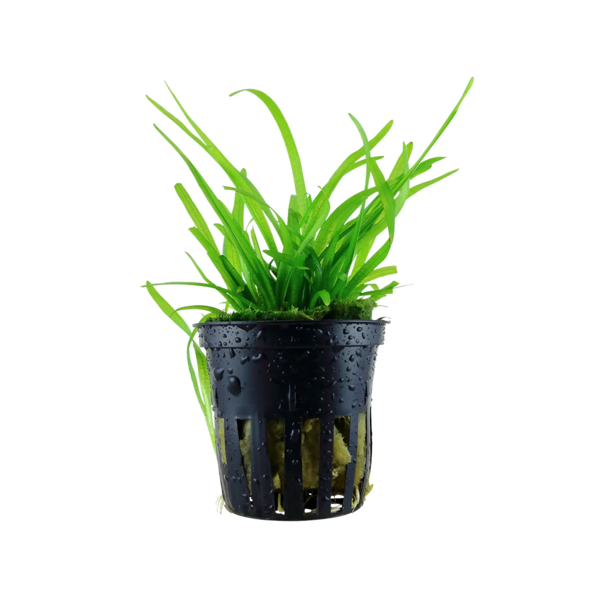 Sagittaria subulata (Dwarf Sagittaria) Tropica