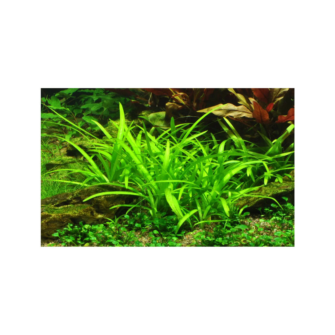 Sagittaria subulata (Dwarf Sagittaria) Tropica