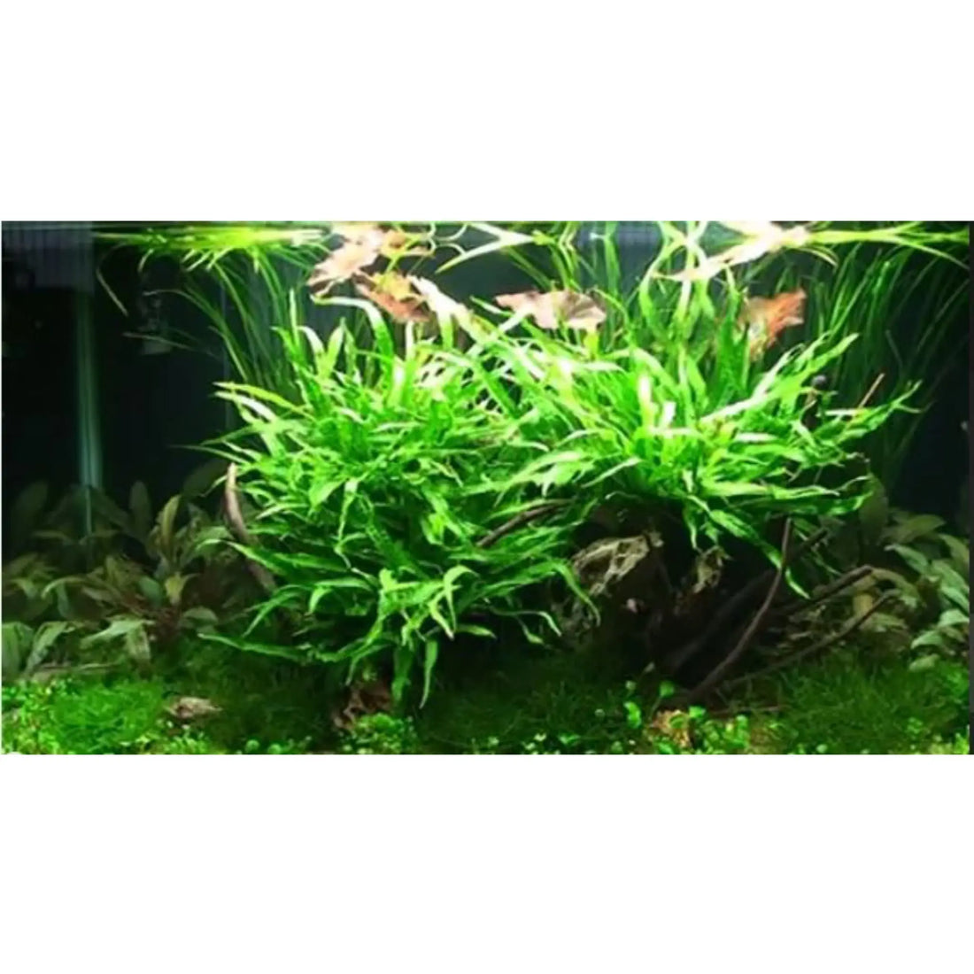 Scaped For You Collection - Layout 19 (140L) Easy Tropica