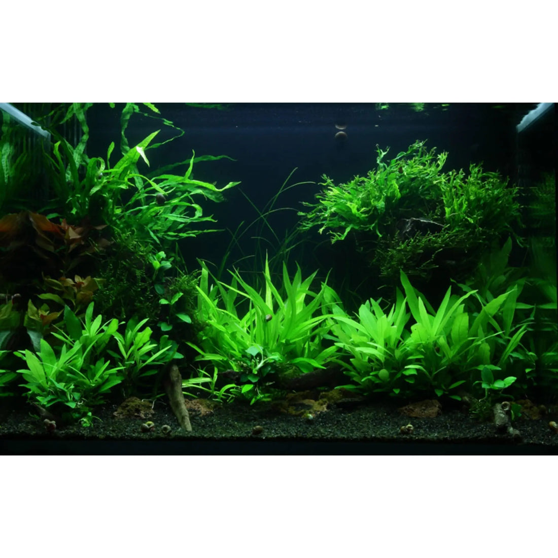 Scaped For You Collection - Tropica Layout 91 (96L) Easy (Copy) Tropica