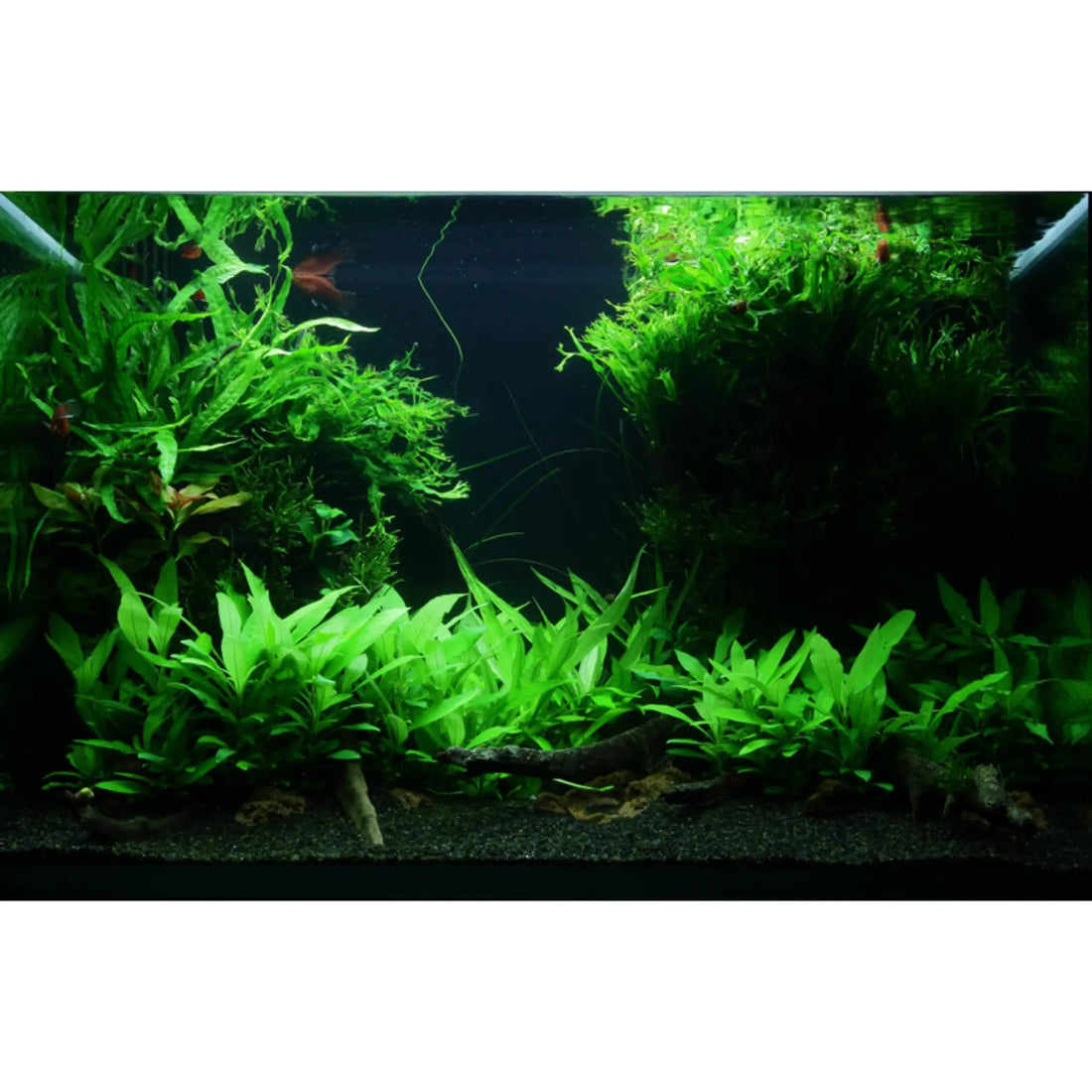 Scaped For You Collection - Tropica Layout 91 (96L) Easy (Copy) Tropica