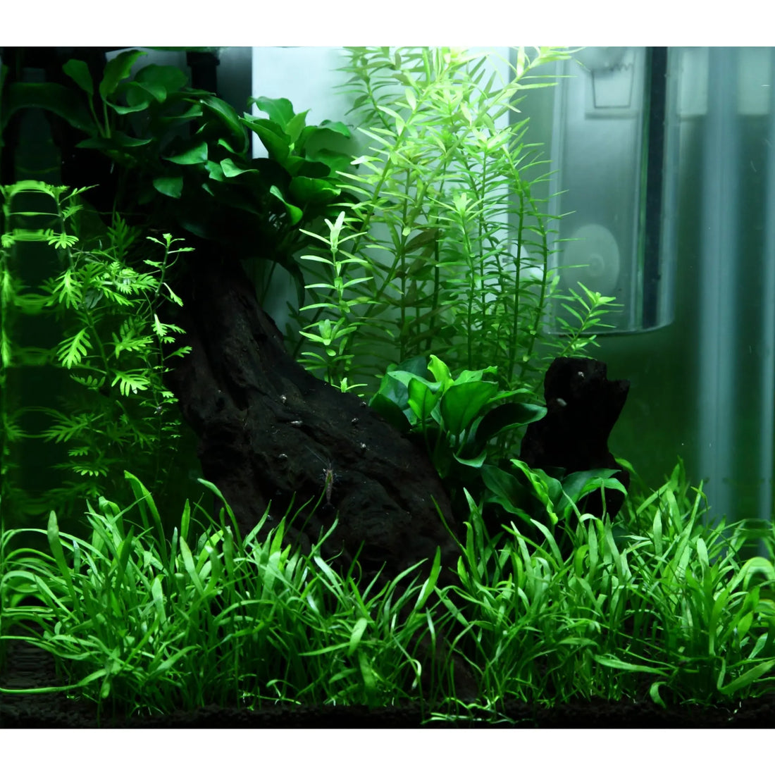 Scaped For You Collection - Tropica Layout 92 (15L) Easy Tropica