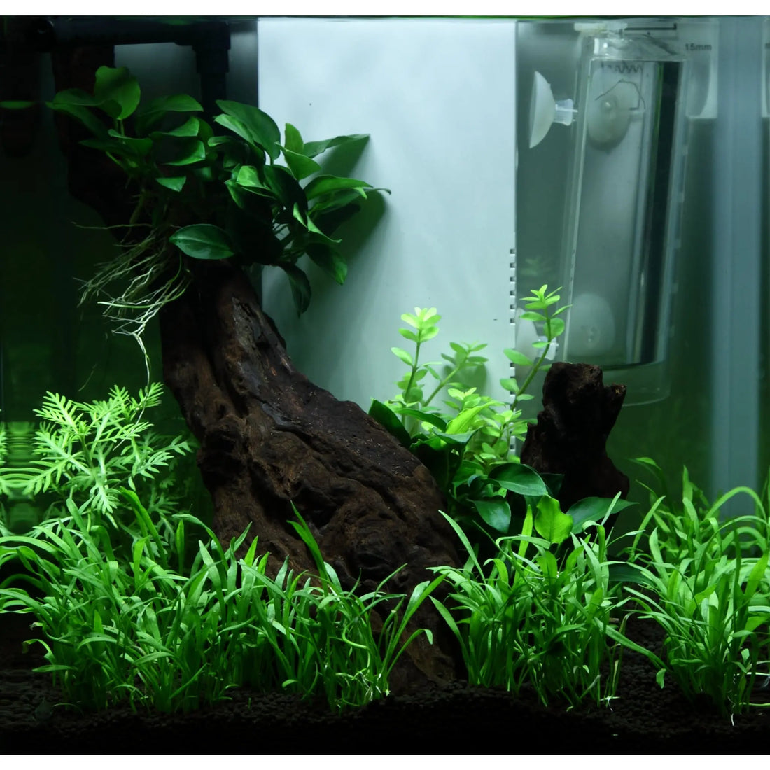 Scaped For You Collection - Tropica Layout 92 (15L) Easy Tropica