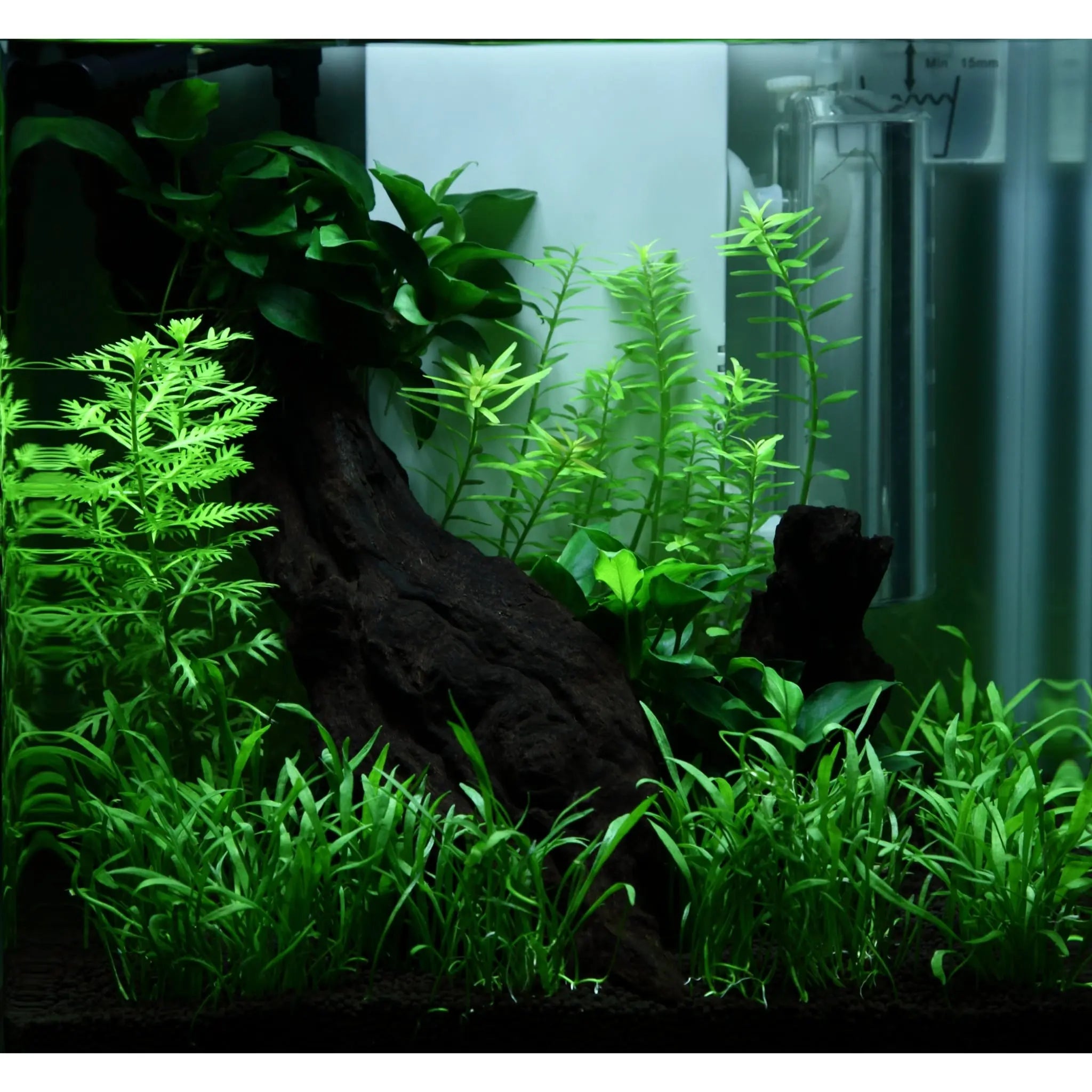 Scaped For You Collection - Tropica Layout 92 (15L) Easy Tropica