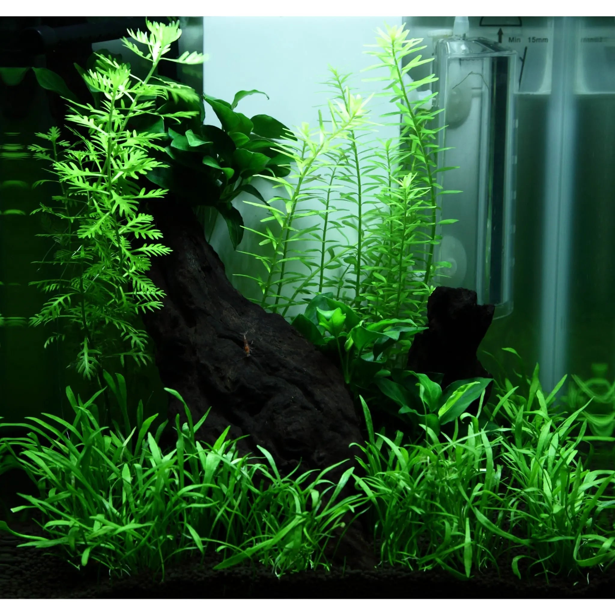 Scaped For You Collection - Tropica Layout 92 (15L) Easy Tropica
