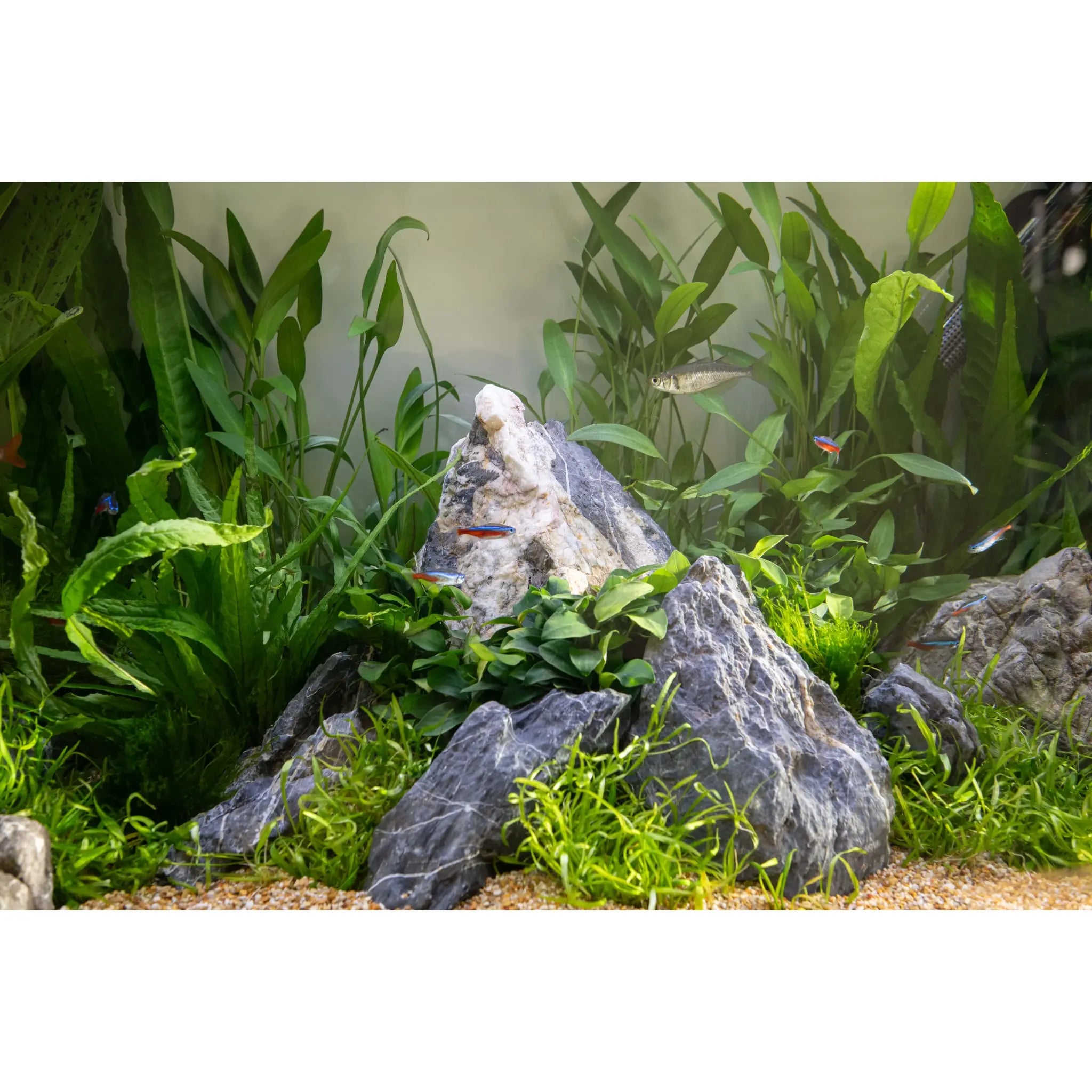 Scaped For You Collection - Tropica The Mountain (100L) Easy Tropica