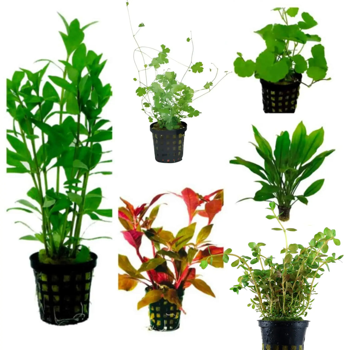 Set Box of 12 Aquarium Plants - Hayai Aqua Essentials