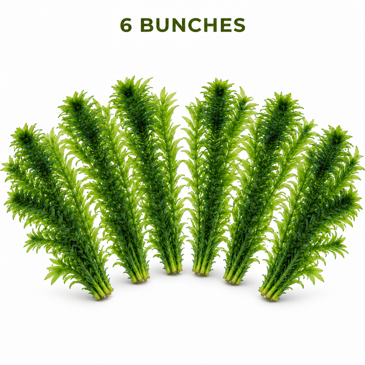 Elodea densa Aquarium Plant Bunches