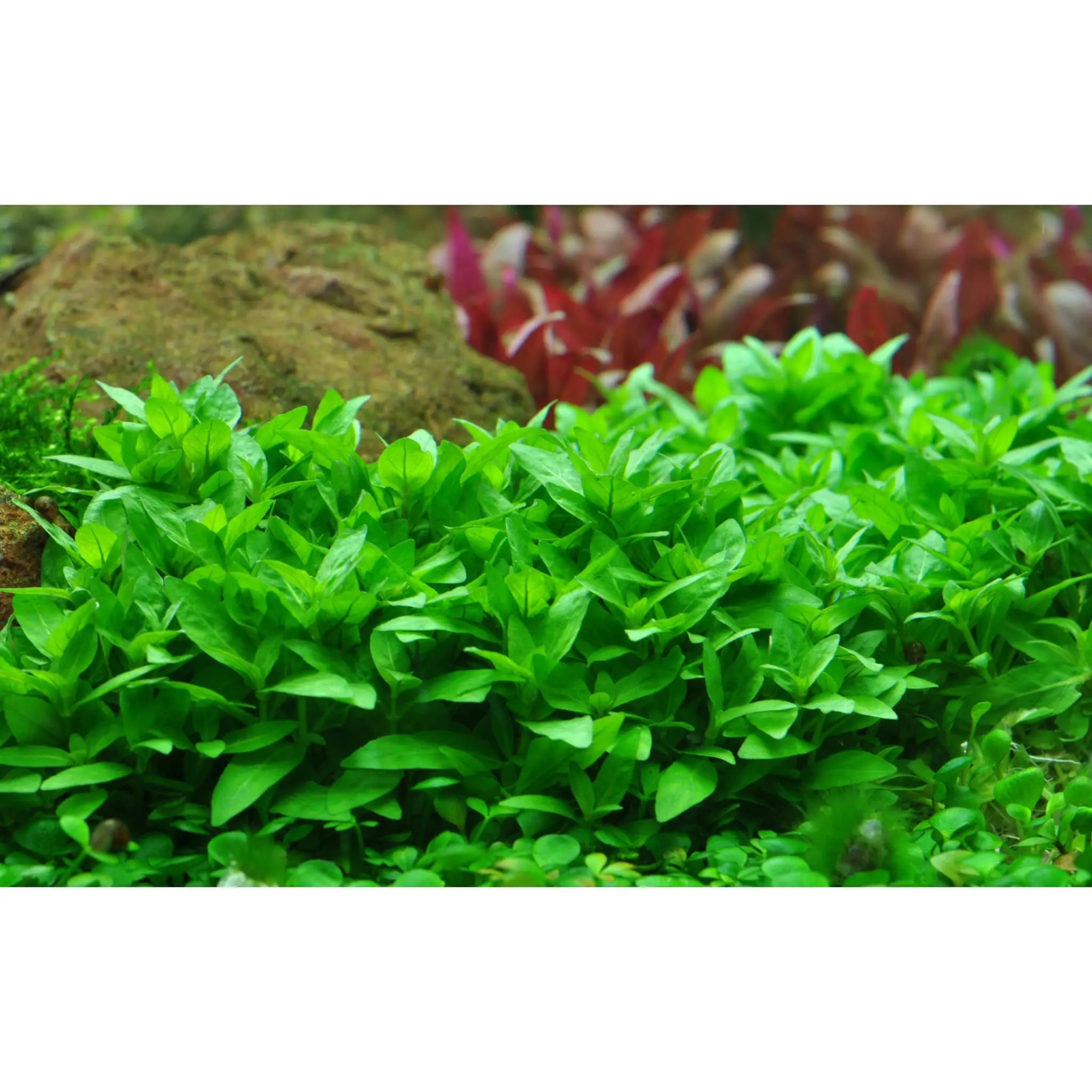 Staurogyne repens - Aqua Essentials