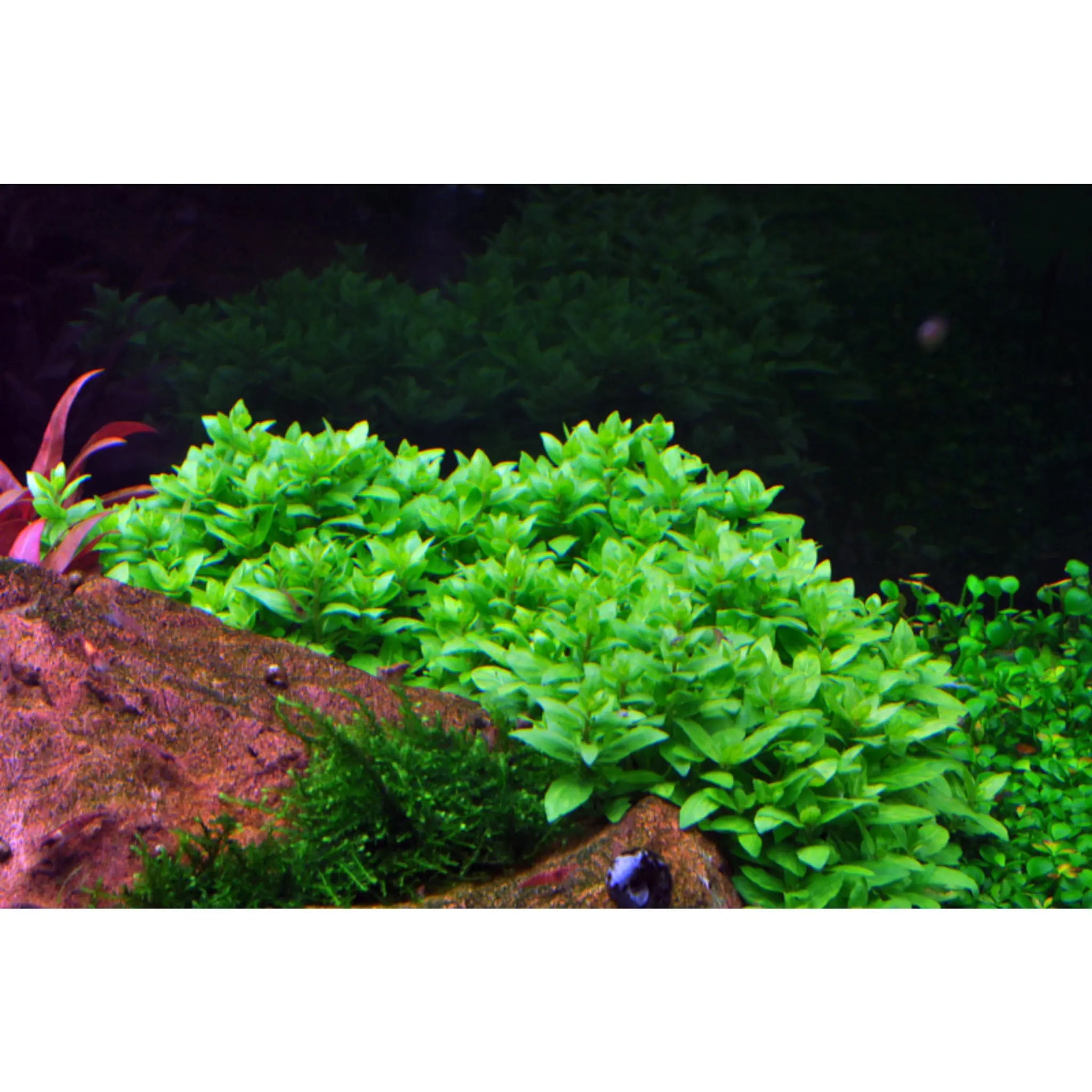 Staurogyne repens - Aqua Essentials