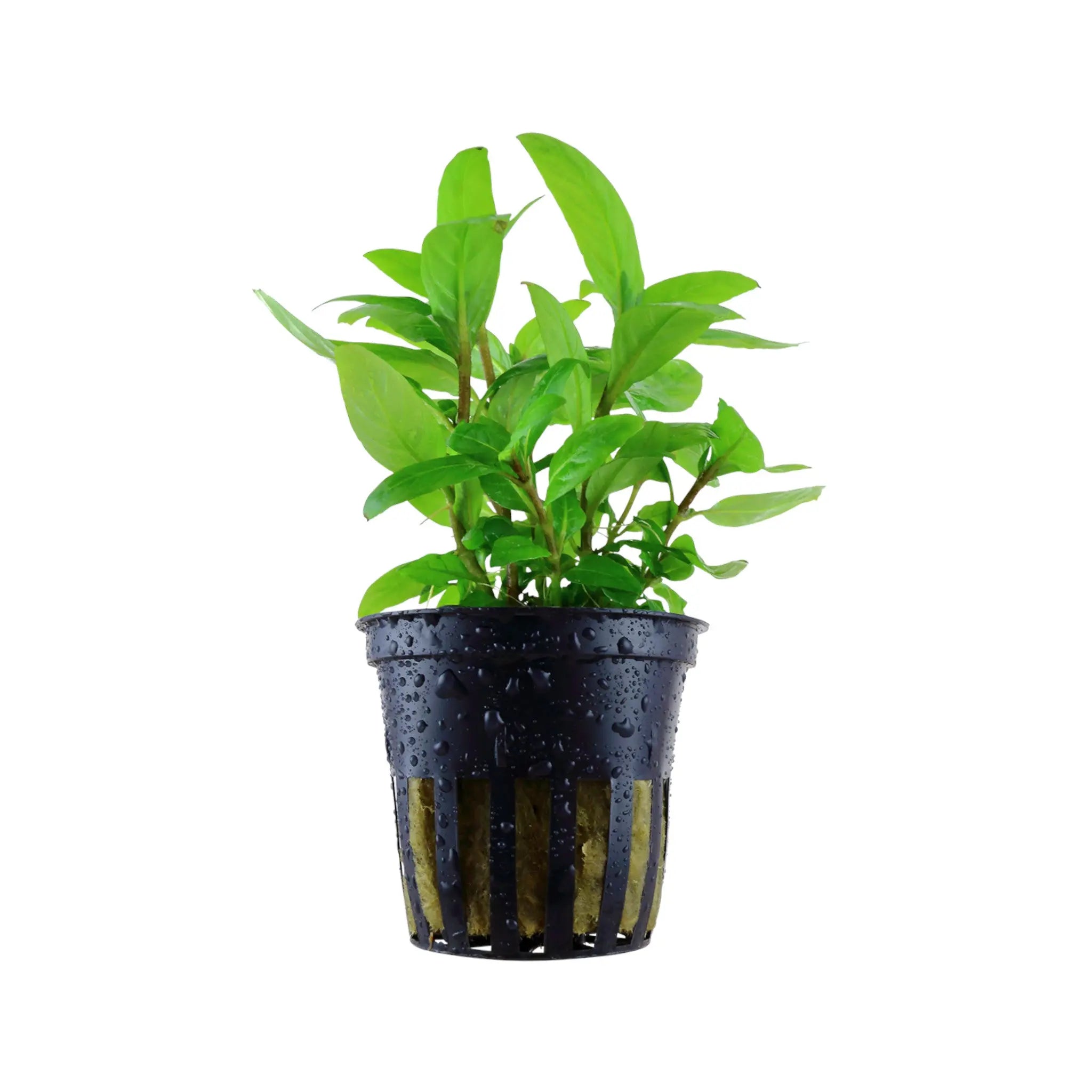 Staurogyne repens Aquafleur