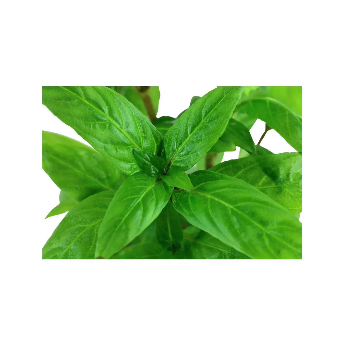 Staurogyne repens Aquafleur