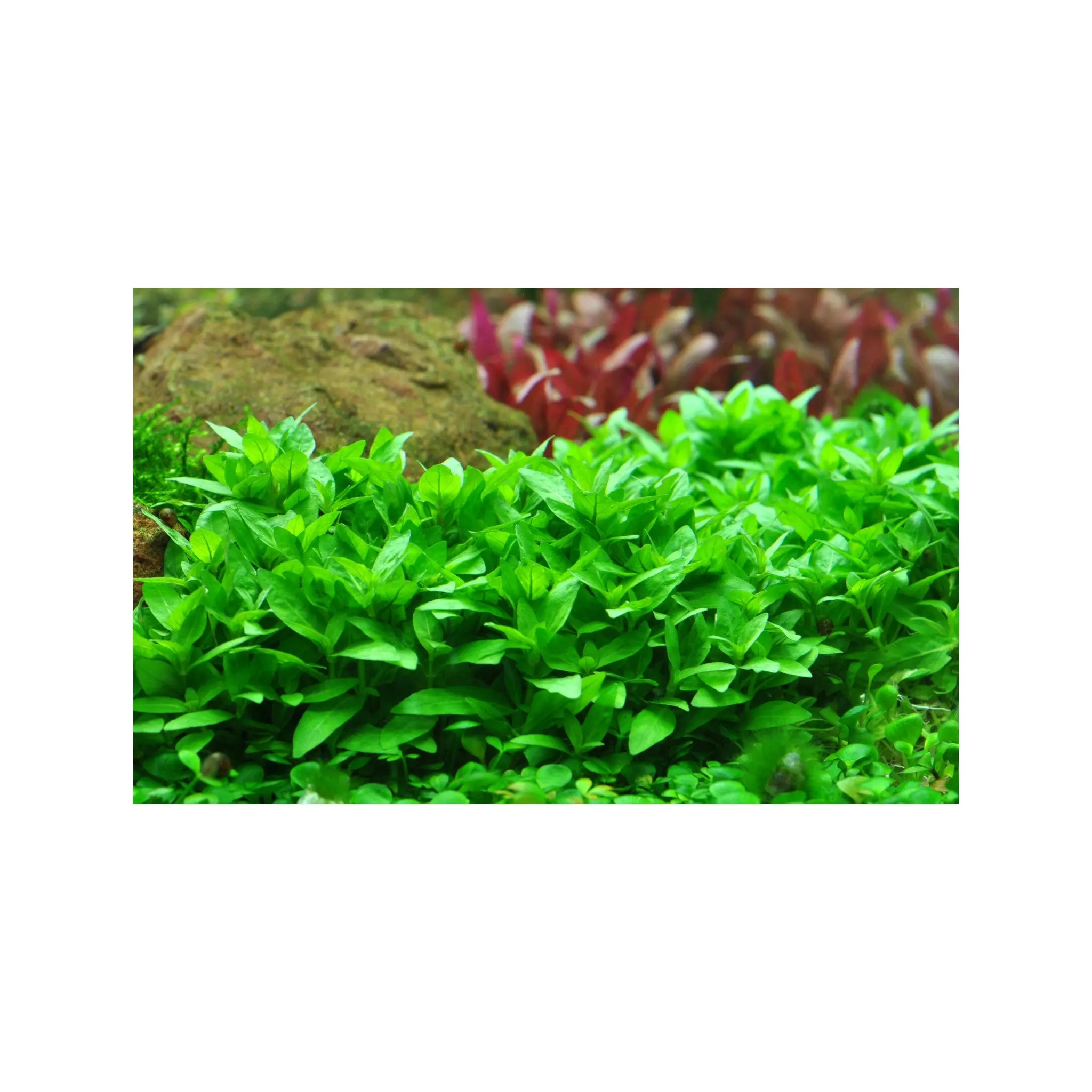 Staurogyne repens Aquafleur