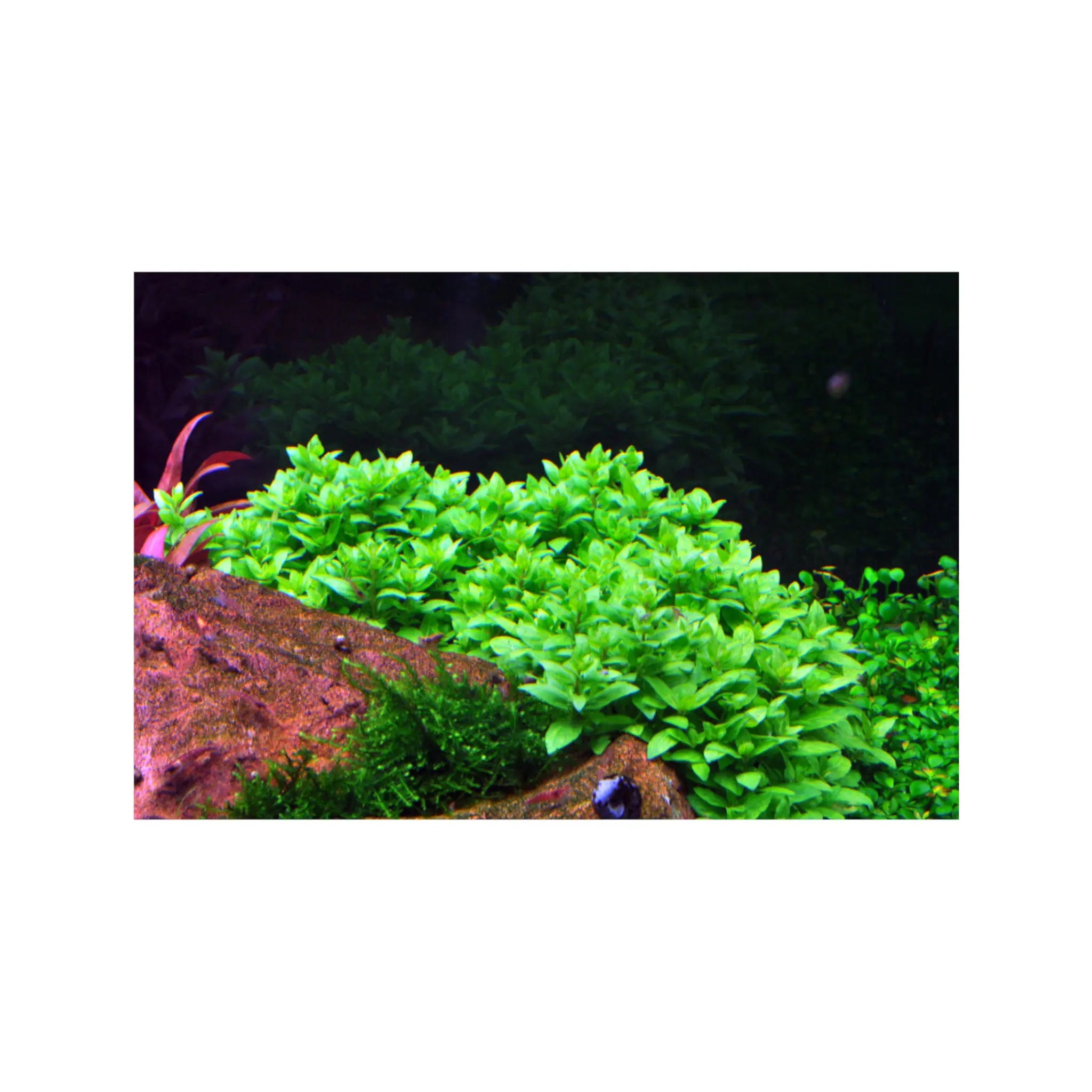 Staurogyne repens Aquafleur