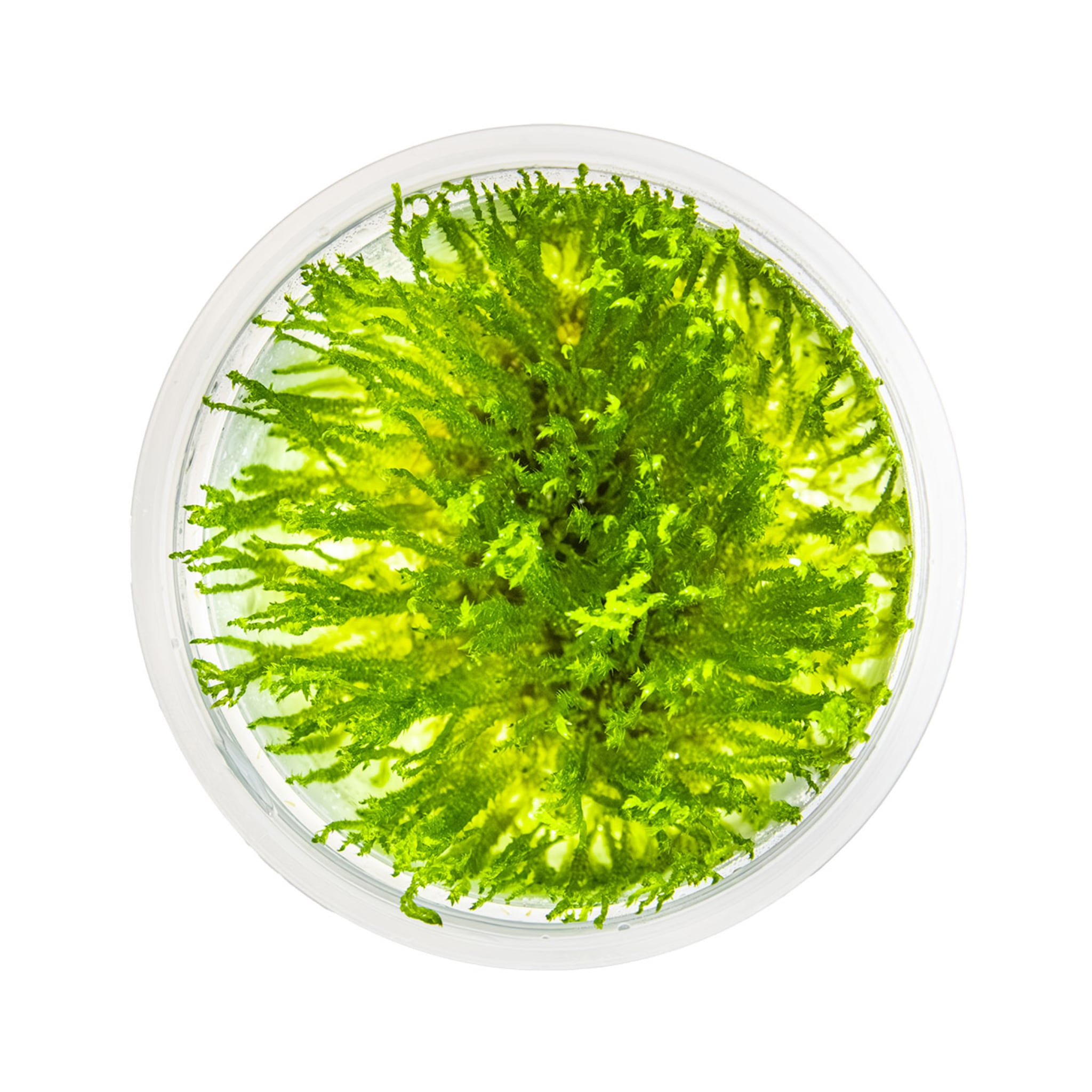 Tropica Taxiphyllum spiky 1-2-Grow!