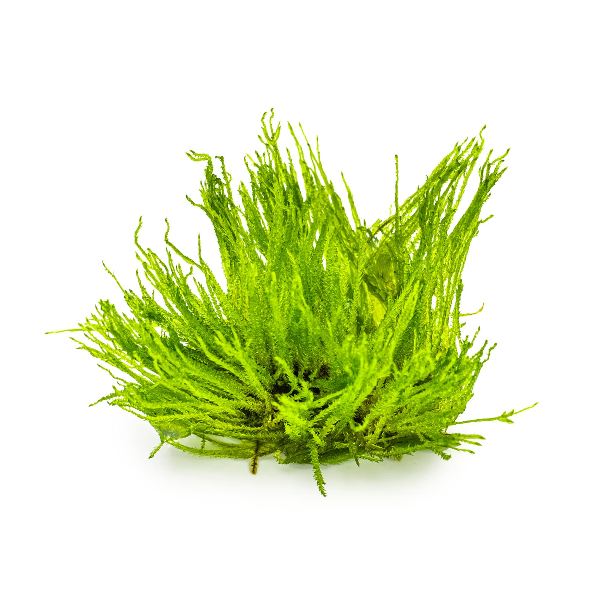 Tropica Taxiphyllum spiky 1-2-Grow!