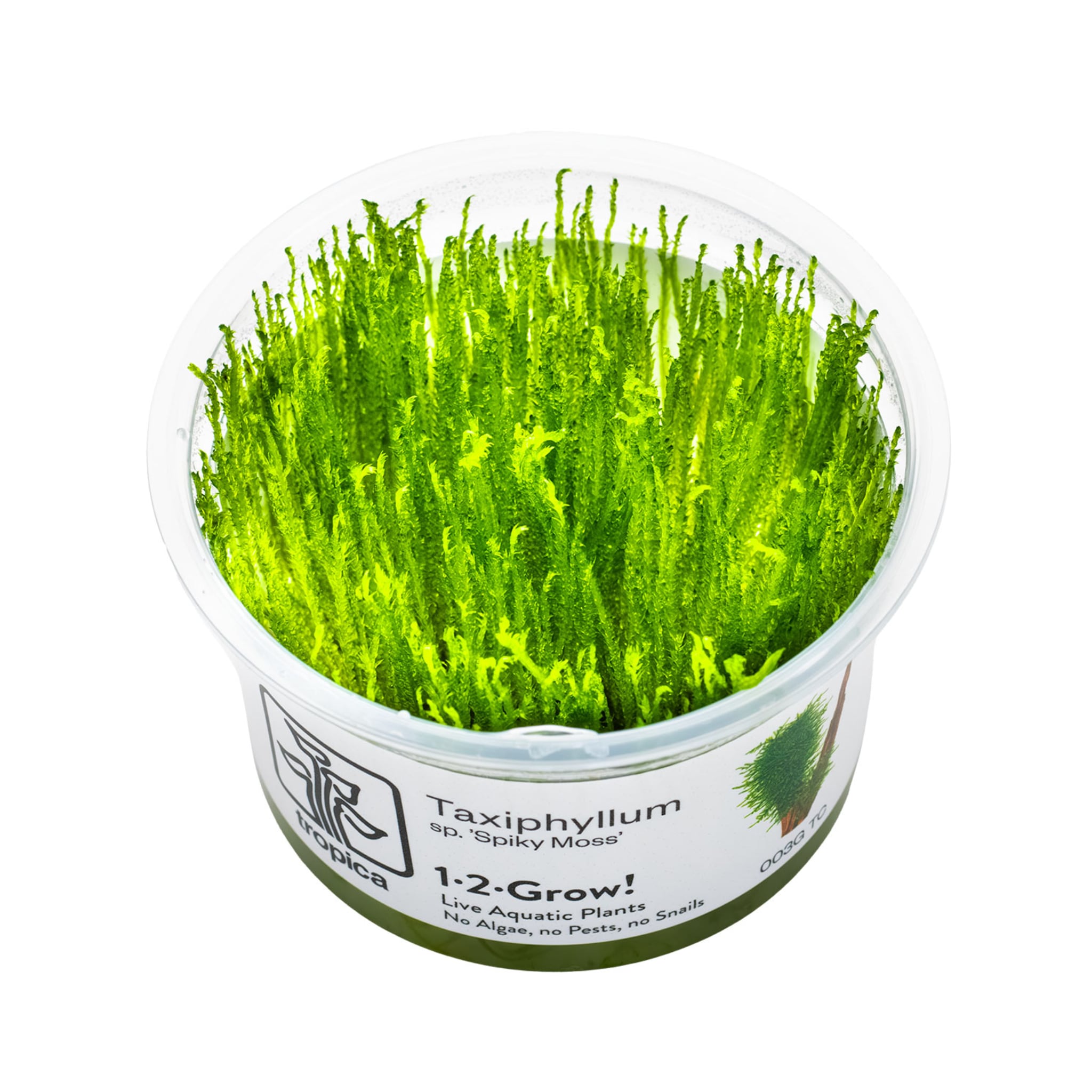 Tropica Taxiphyllum spiky 1-2-Grow!