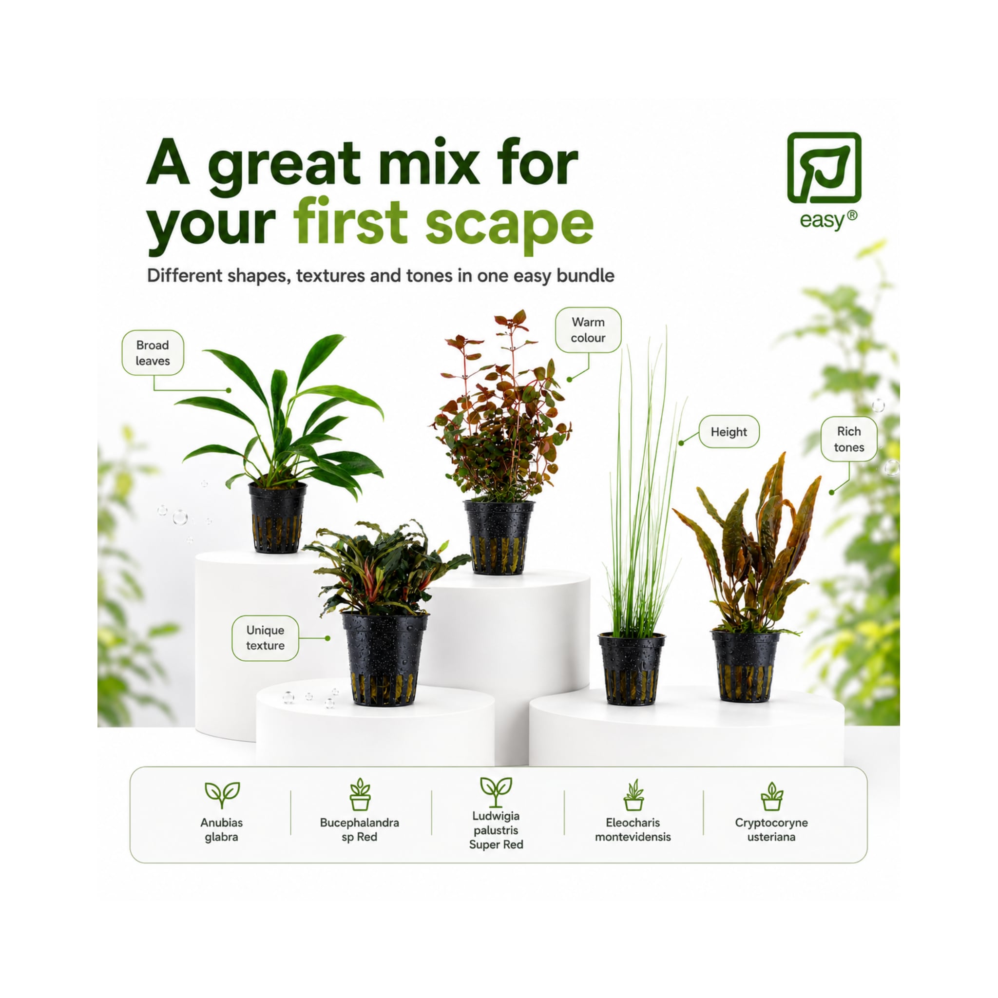 Tropica Beginner Plant Bundle - 5 Easy-Care Aquarium Plant