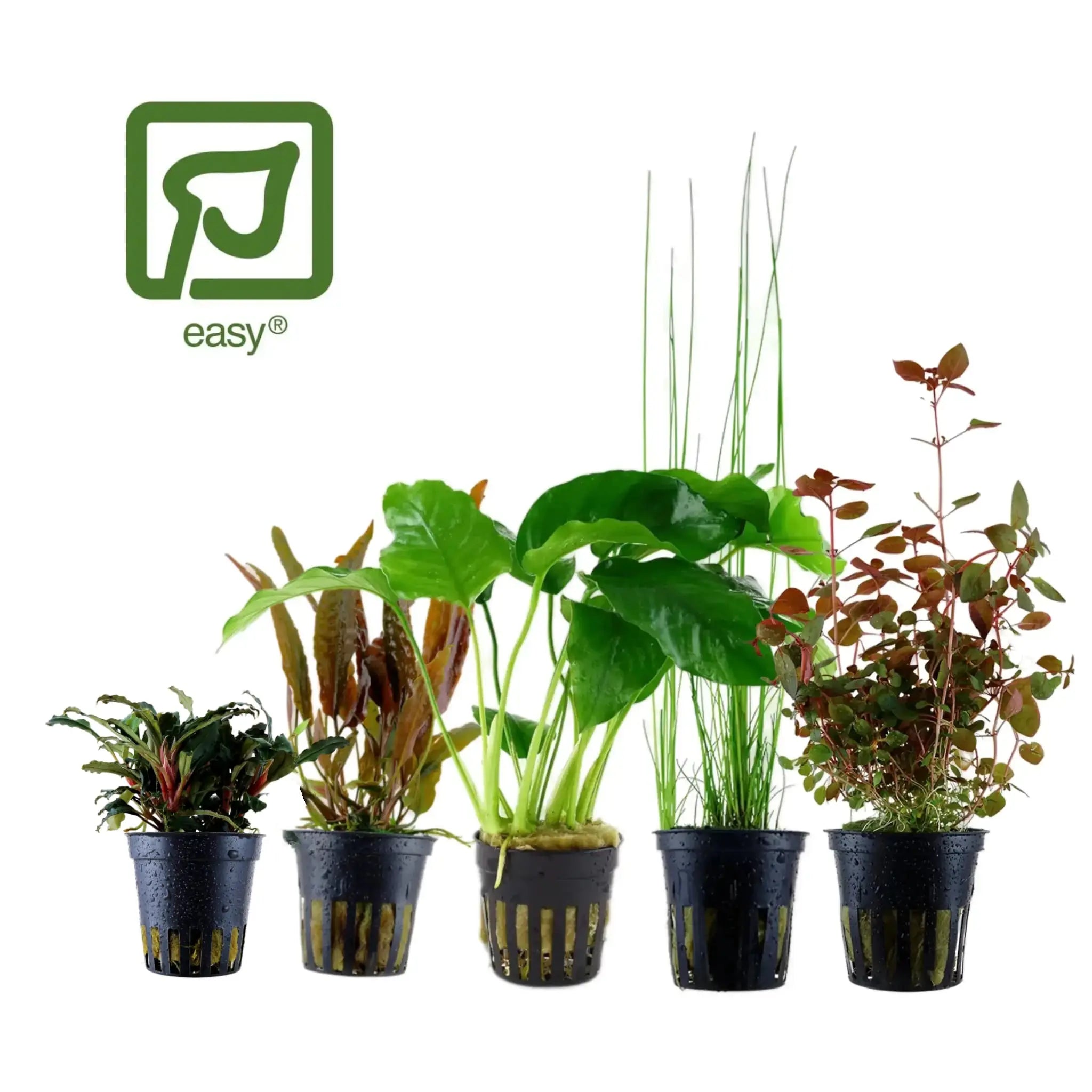 Tropica Beginner Plant Bundle - 5 Easy-Care Aquarium Plant Aqua Essentials