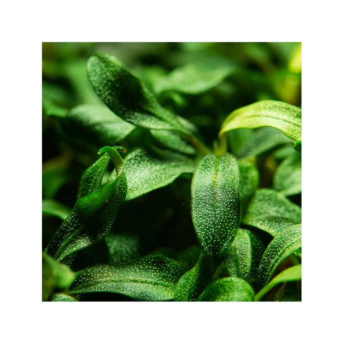 Tropica Bucephalandra sp. Needle Leaf 1-2-GROW! - Aqua Essentials