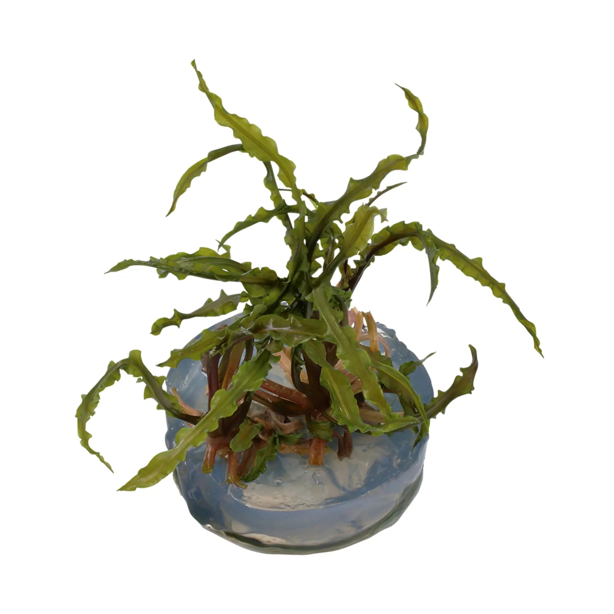 Tropica Cryptocoryne crispulata 1-2-GROW! - Aqua Essentials