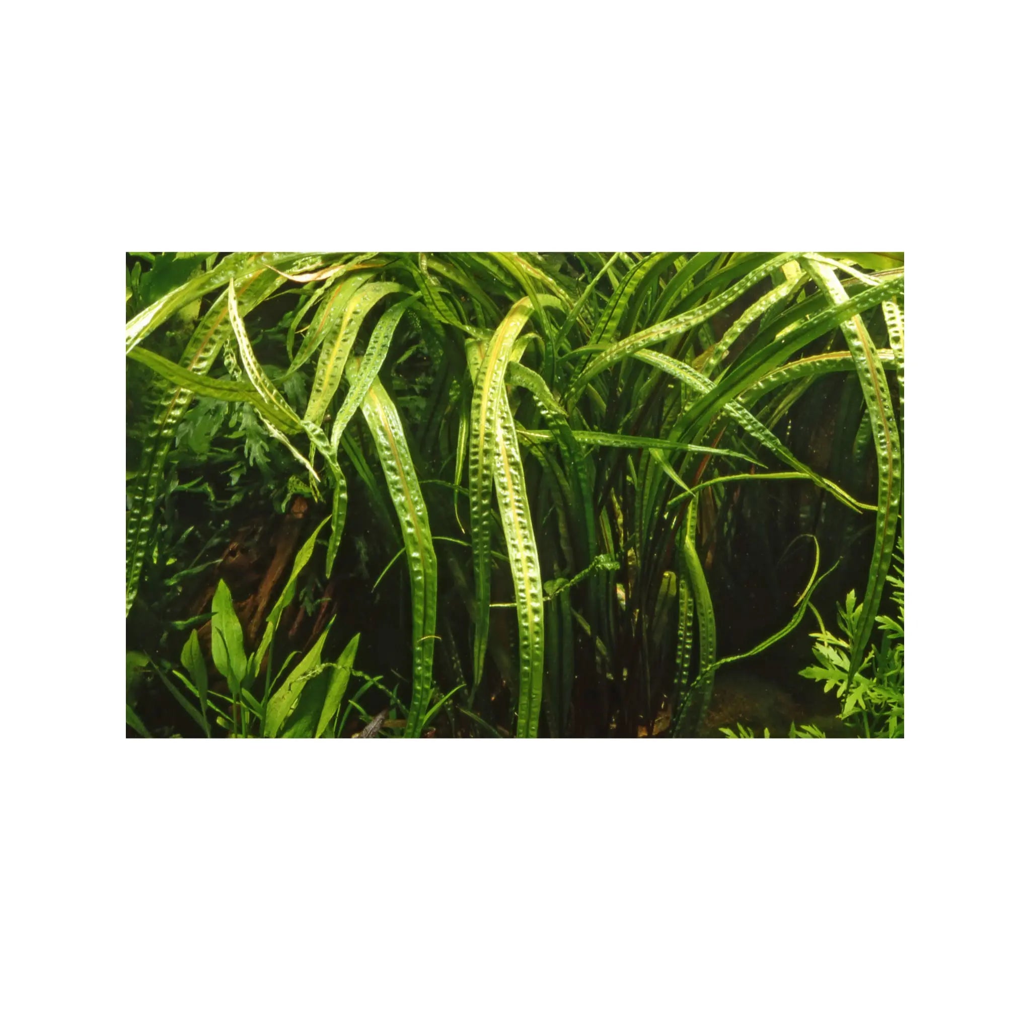 Tropica Cryptocoryne crispulata 1-2-GROW! - Aqua Essentials