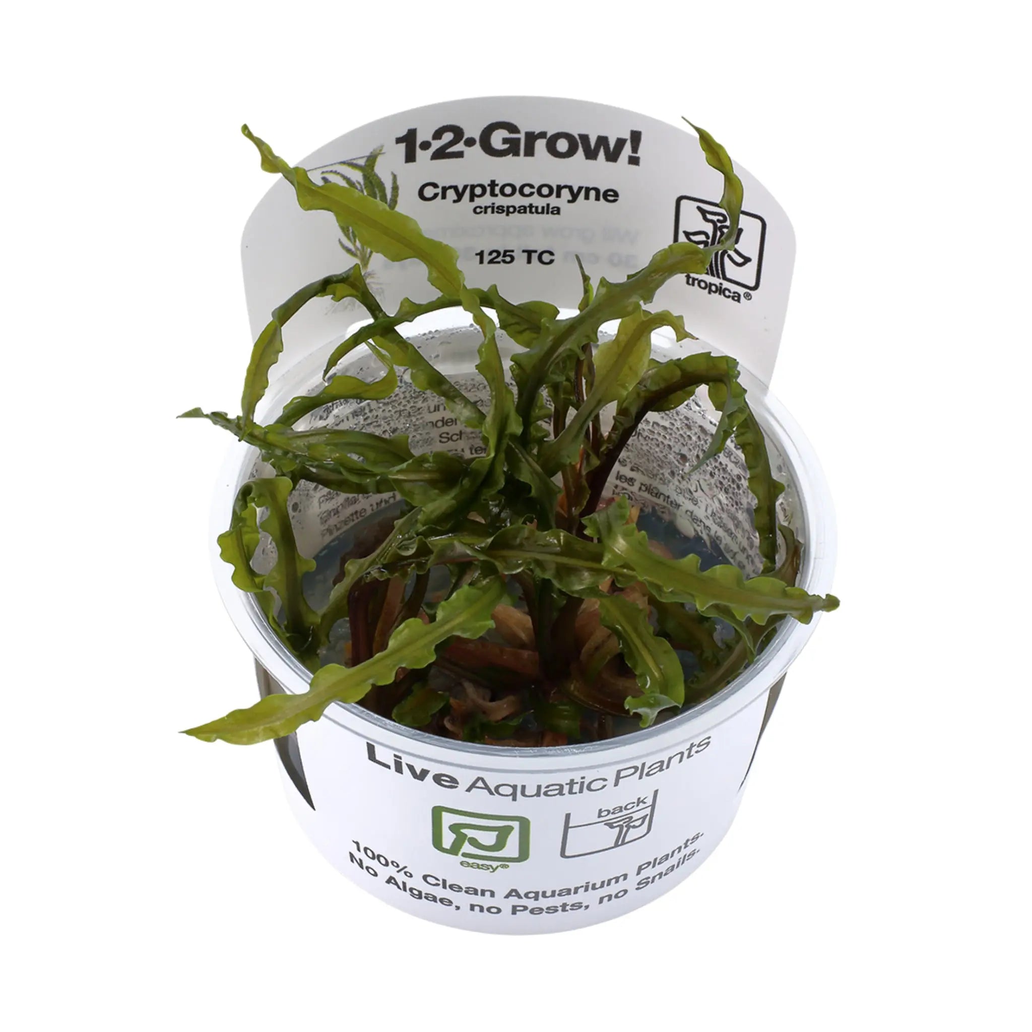 Tropica Cryptocoryne crispulata 1-2-GROW! - Aqua Essentials