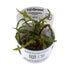 Tropica Cryptocoryne crispulata 1-2-GROW! - Aqua Essentials