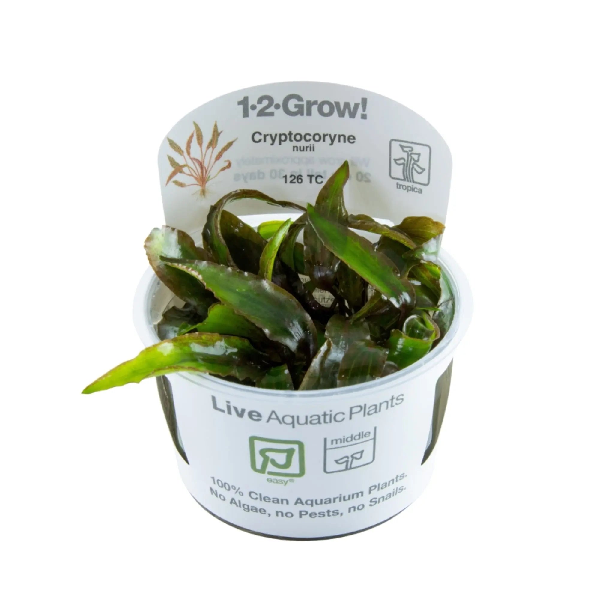 Tropica Cryptocoryne nurii 1-2-GROW! - Aqua Essentials