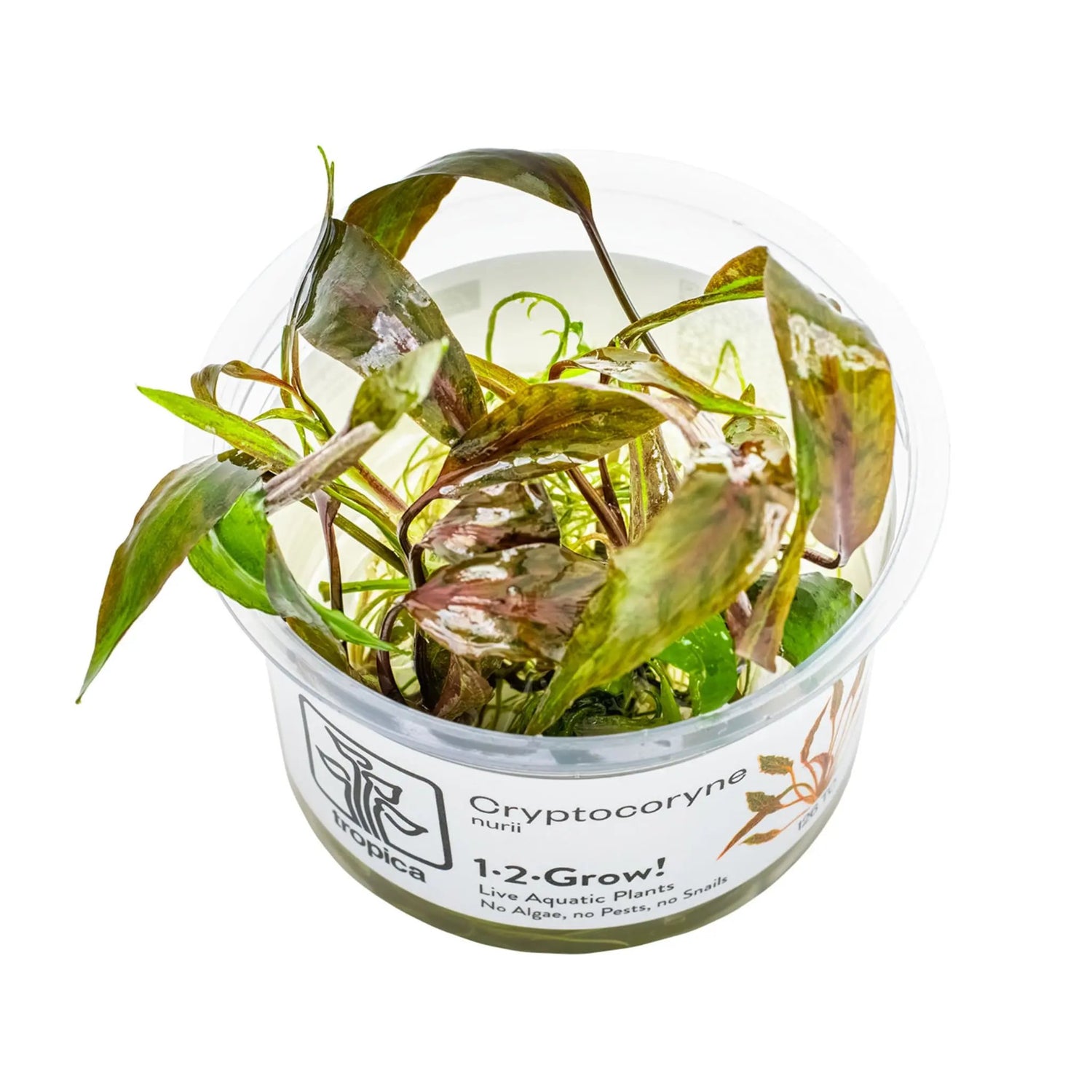 Tropica Cryptocoryne nurii 1-2-GROW! Tropica